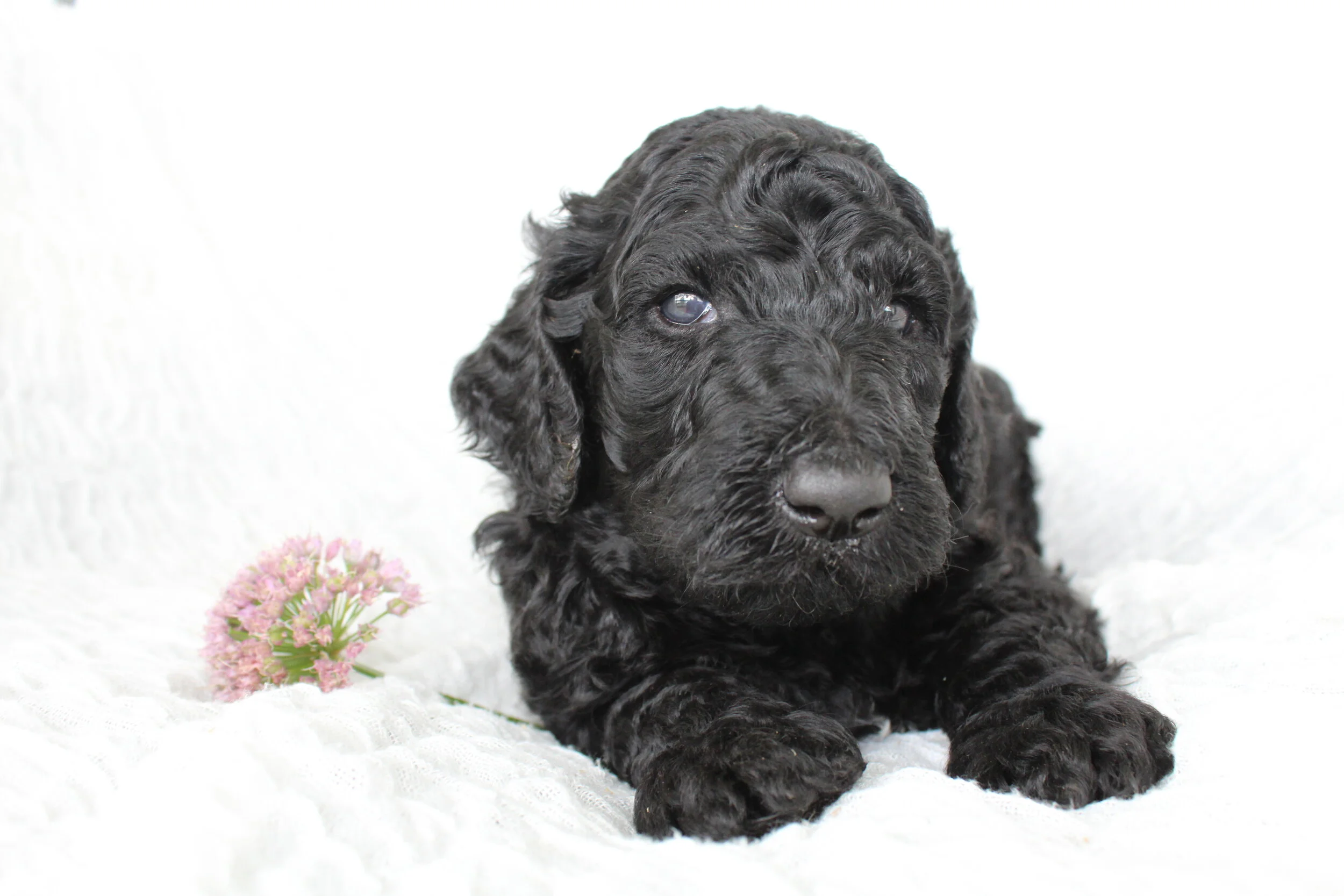 chase found his forever home