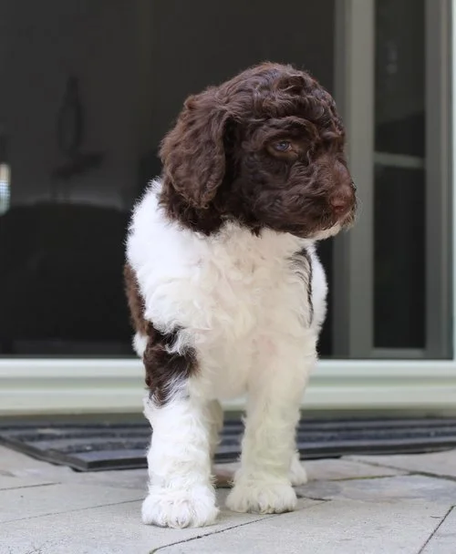 Konas new home is with Molly Waddington (NY)