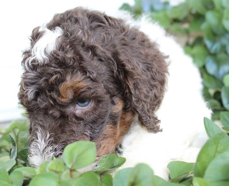 Dallas new home is with Clay Miller (OH)