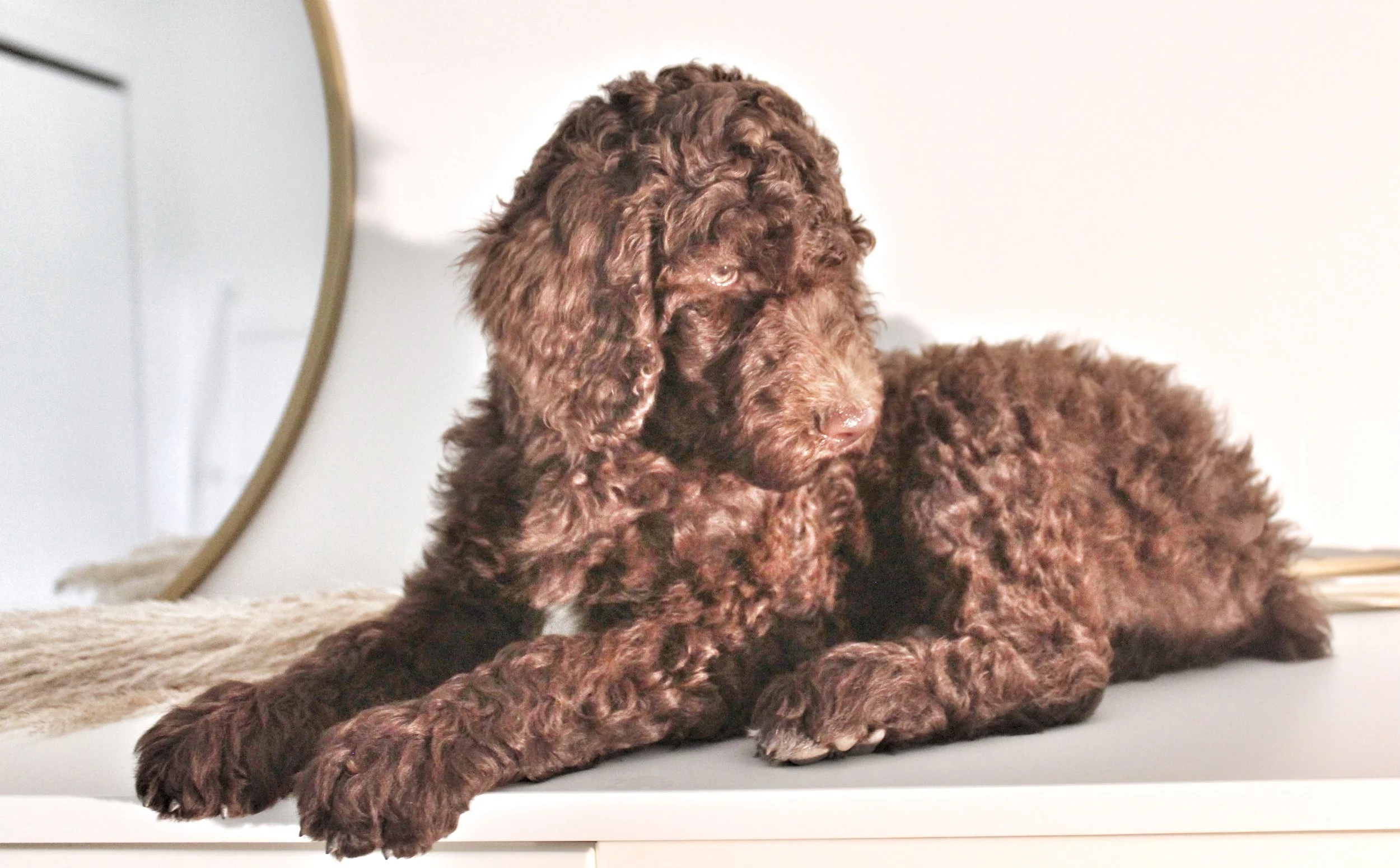 Penelopes new home is with Alexis Simmons (PA)