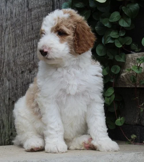 Bears new home is with Marilyn Glawson (CA)