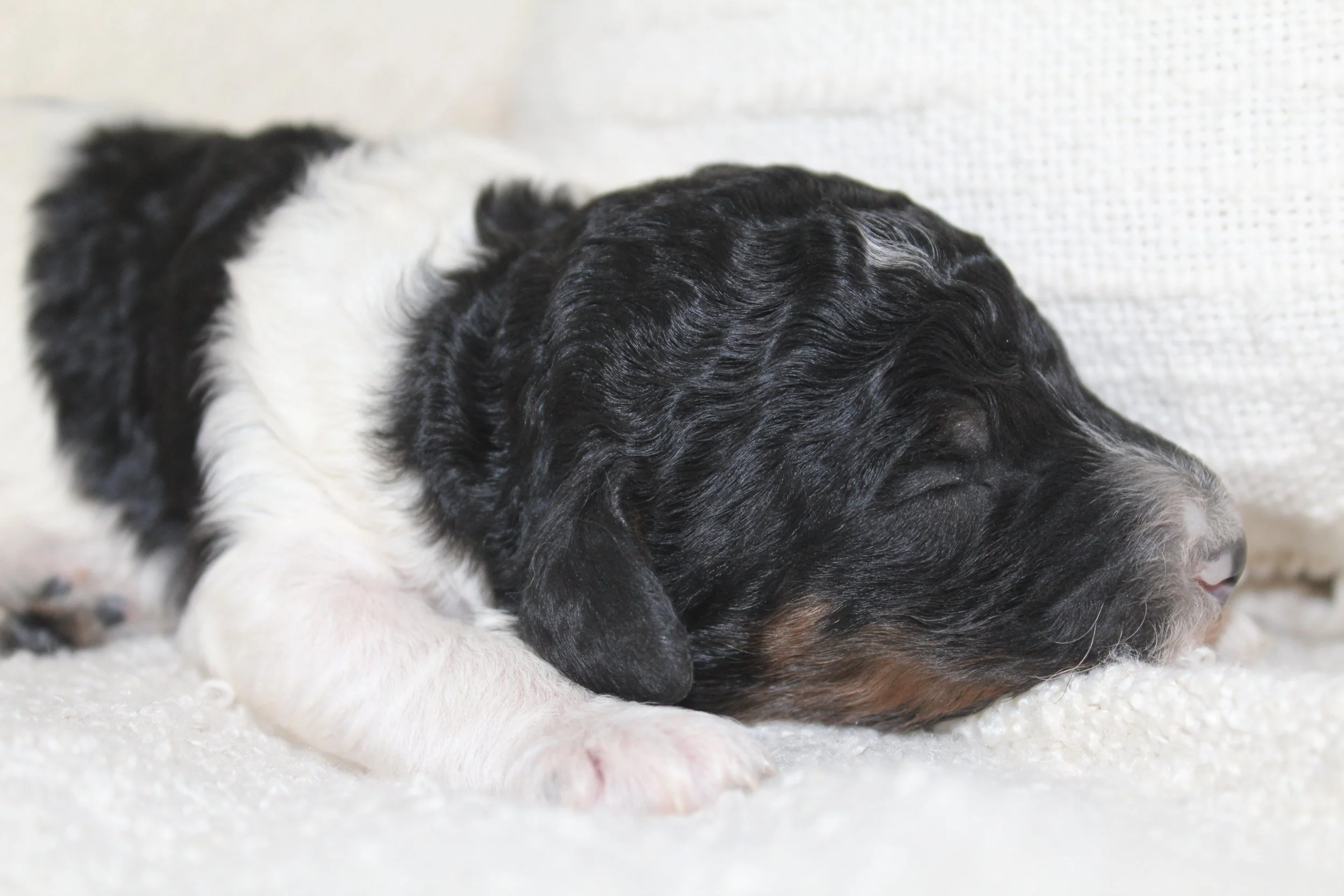 Peppers new home is with Barbara Taylor (OH)