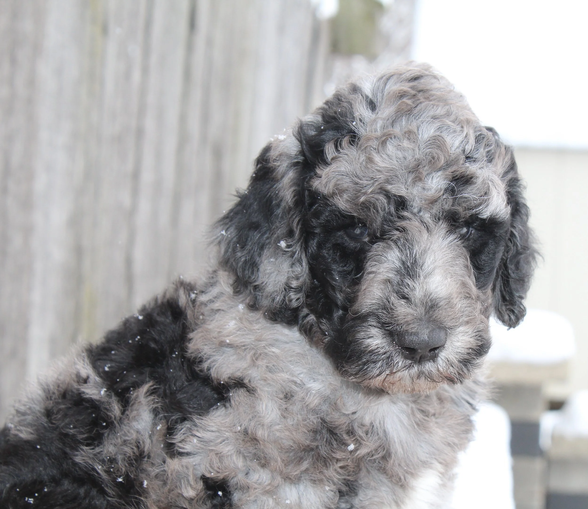 Romeos new home is with Larry Statt (WV)