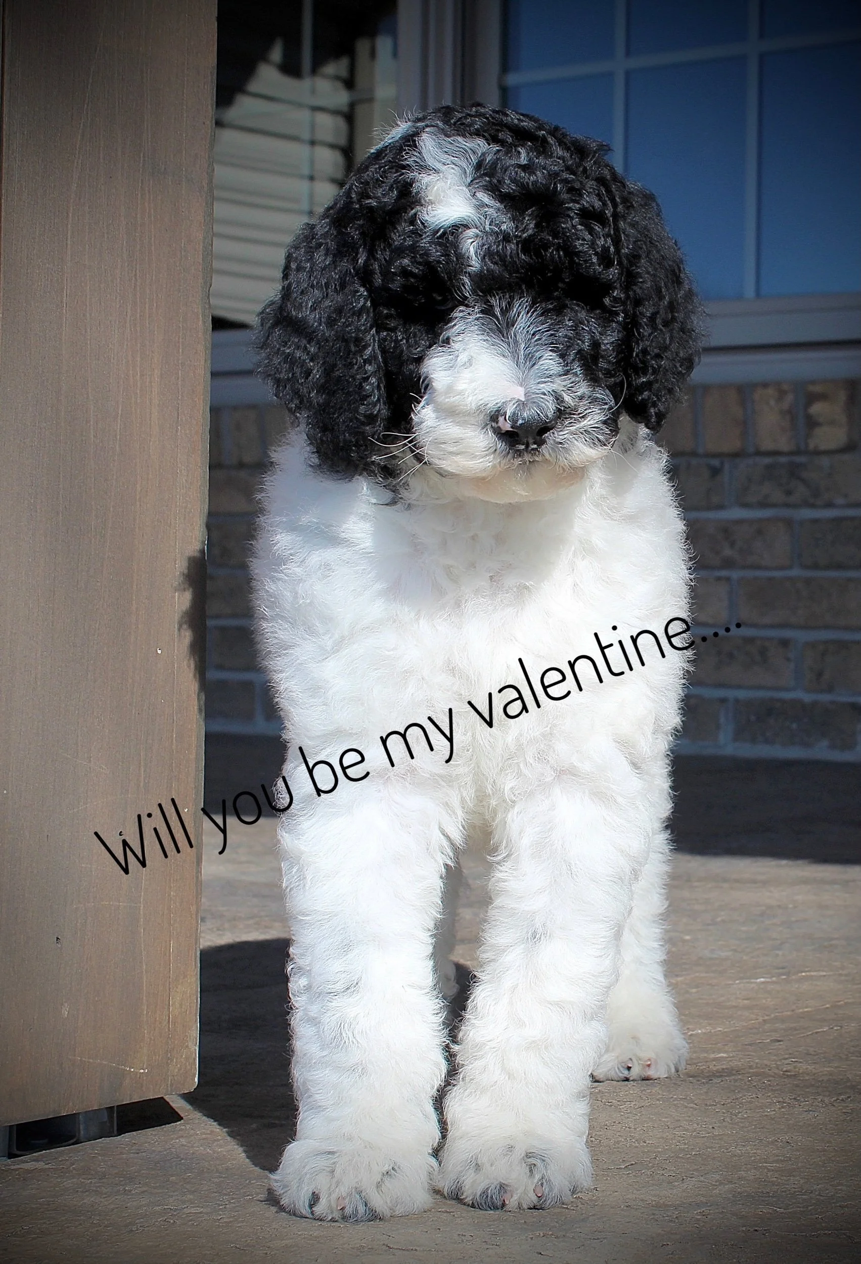 Estellas new home is with Marylou Hershberger (OH)