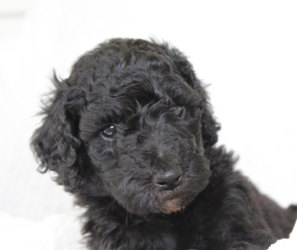 Gypsys new home is with Anna Salmon (VA)