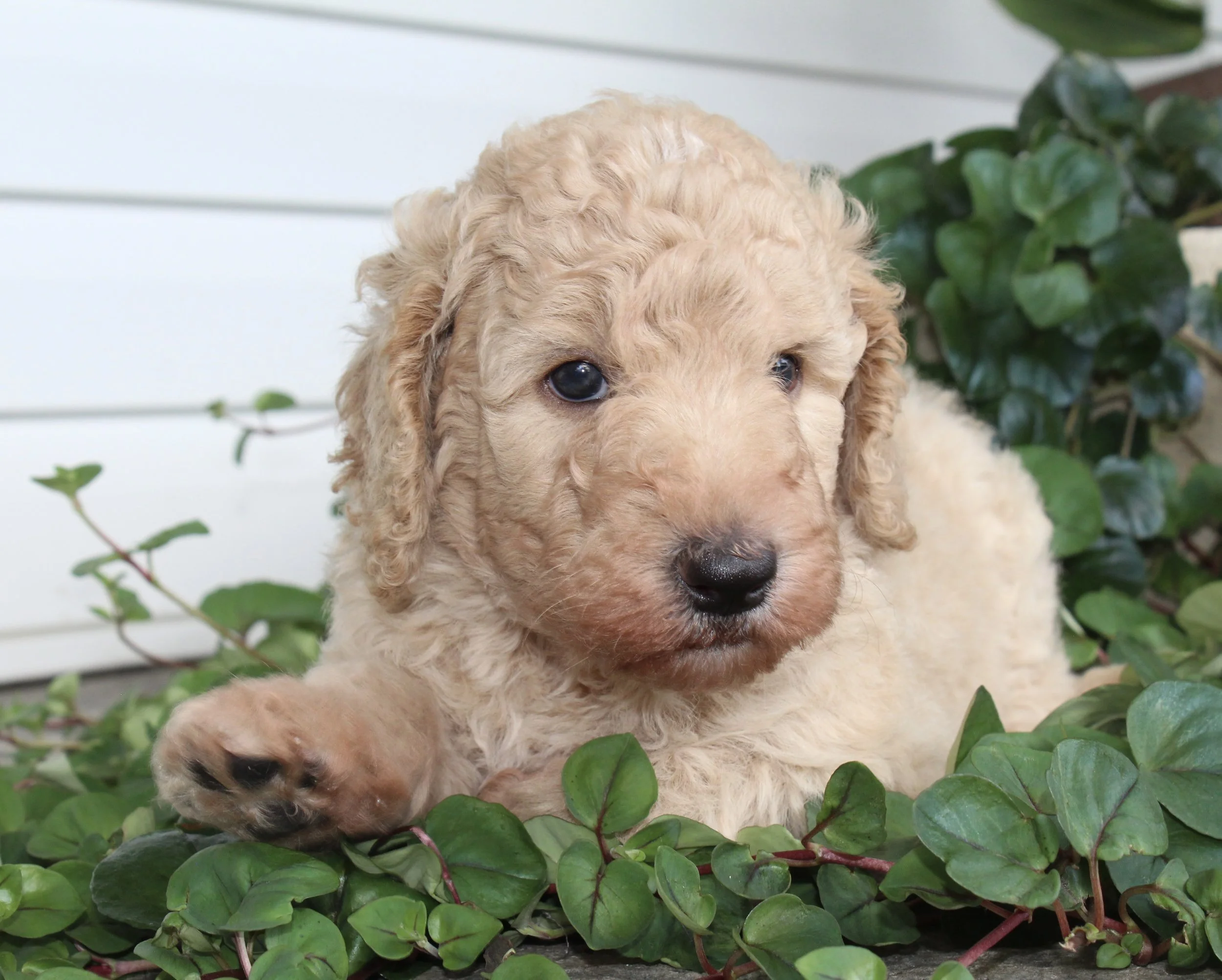 Olivers new home is with Deanna Santo (PA)