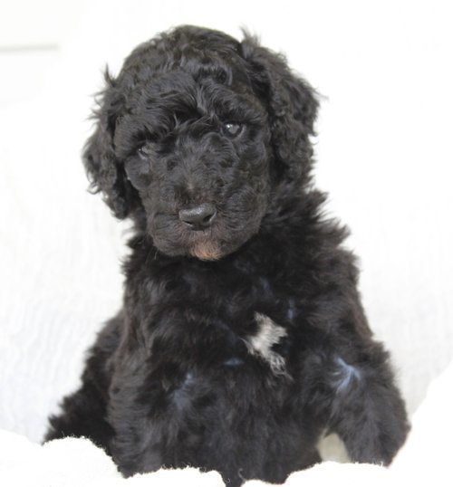 Bellas new home is with Molly Waddington (ny)