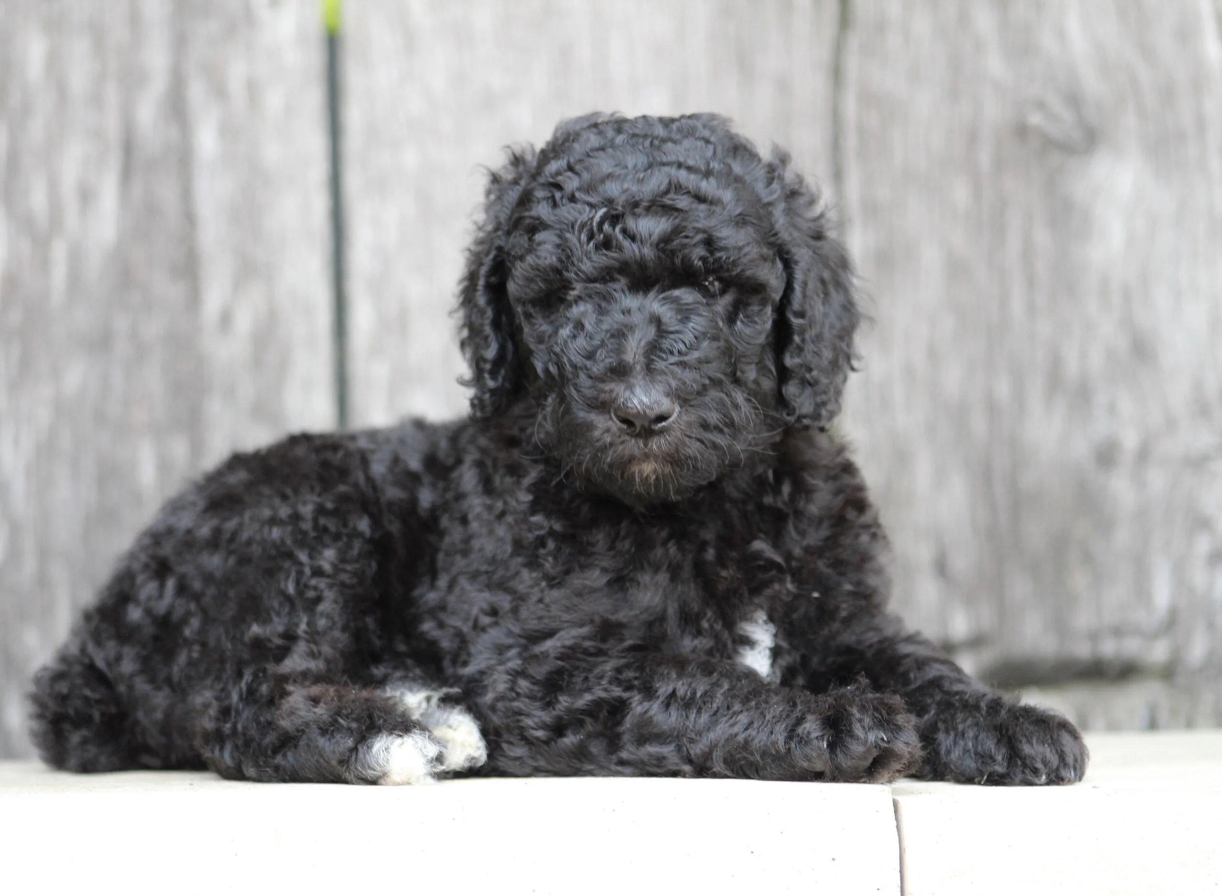 Onyxs new home is with Deanna Santo (PA)