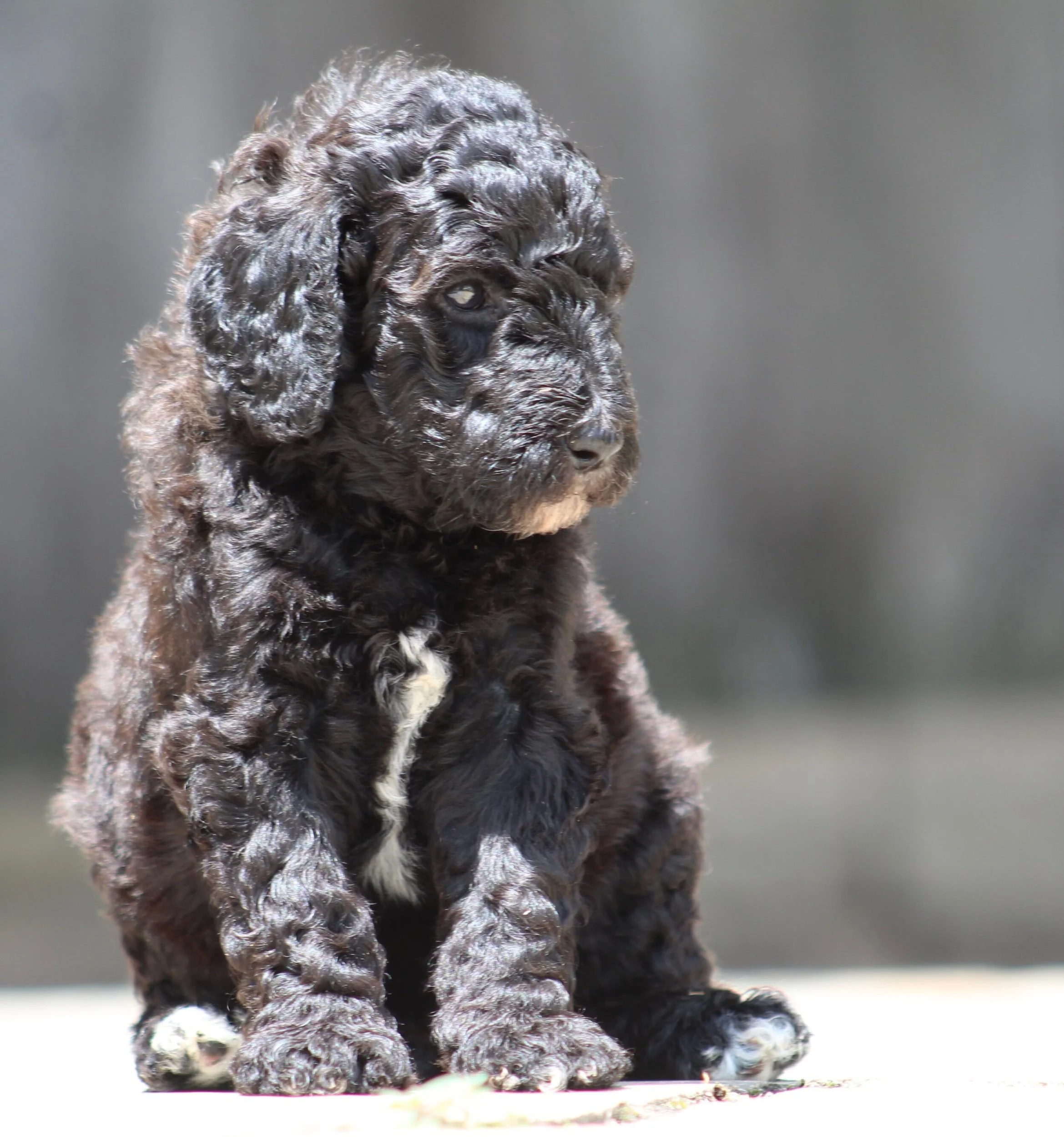 Jades new home is with Justina Newman (OH)