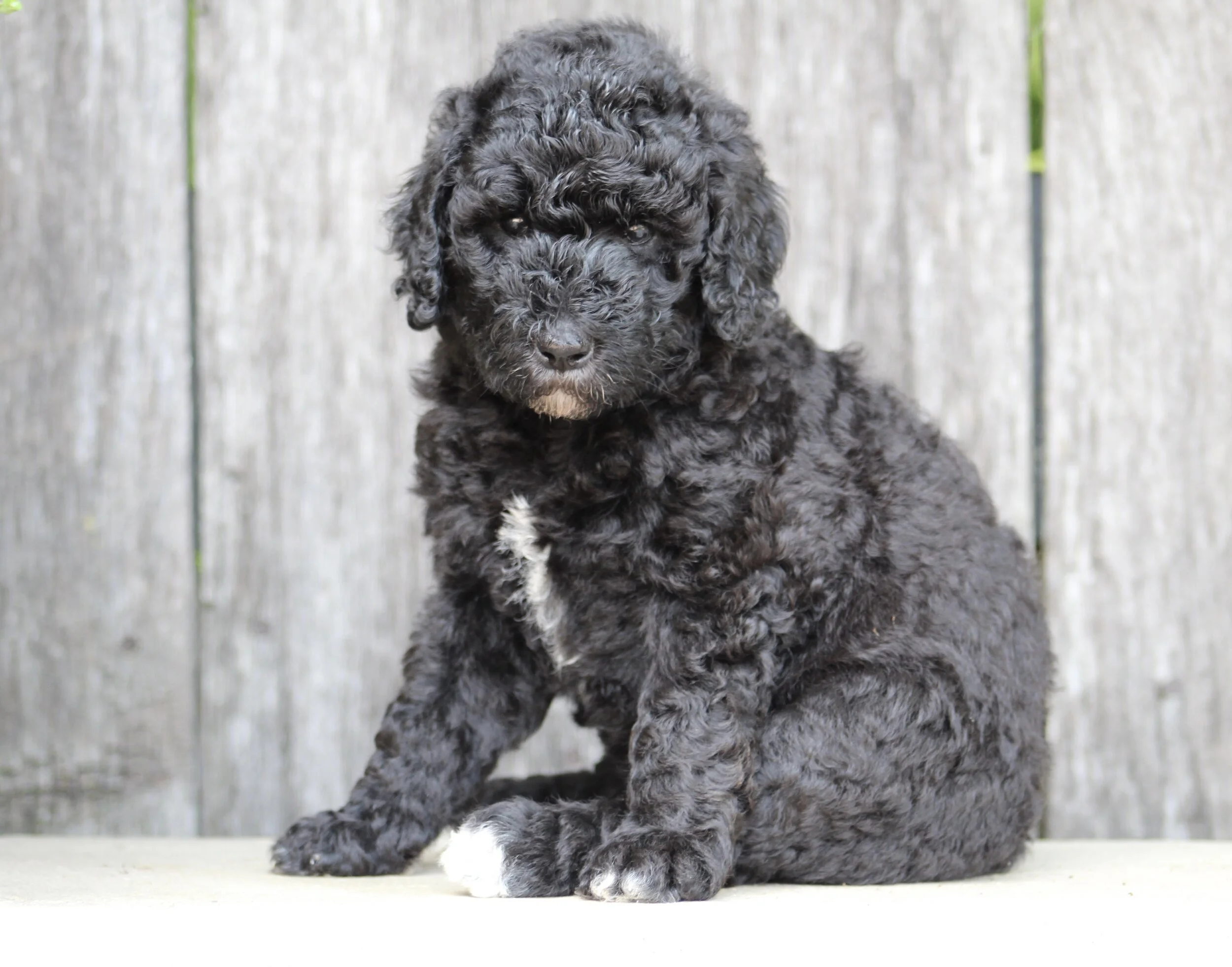 Aspens new home is with Emmie Kovesdi (OH)