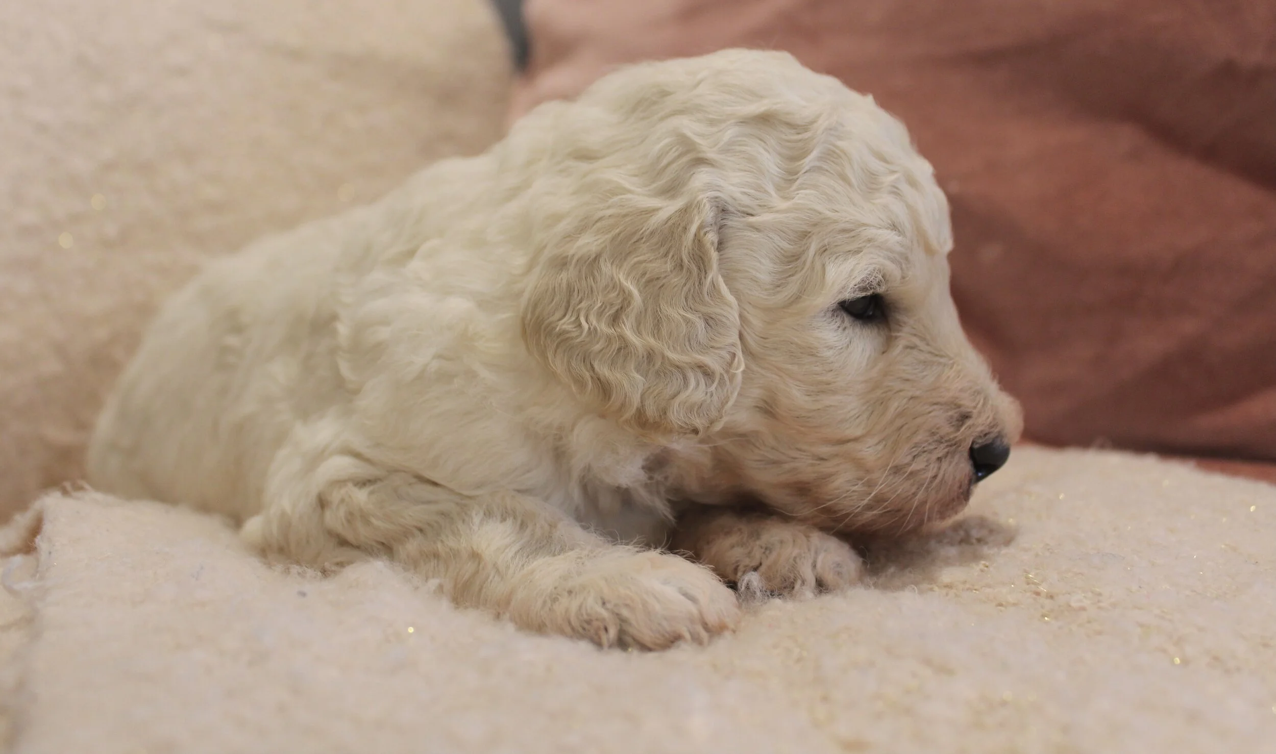 Marleys new home is with Anna Webster (OH)