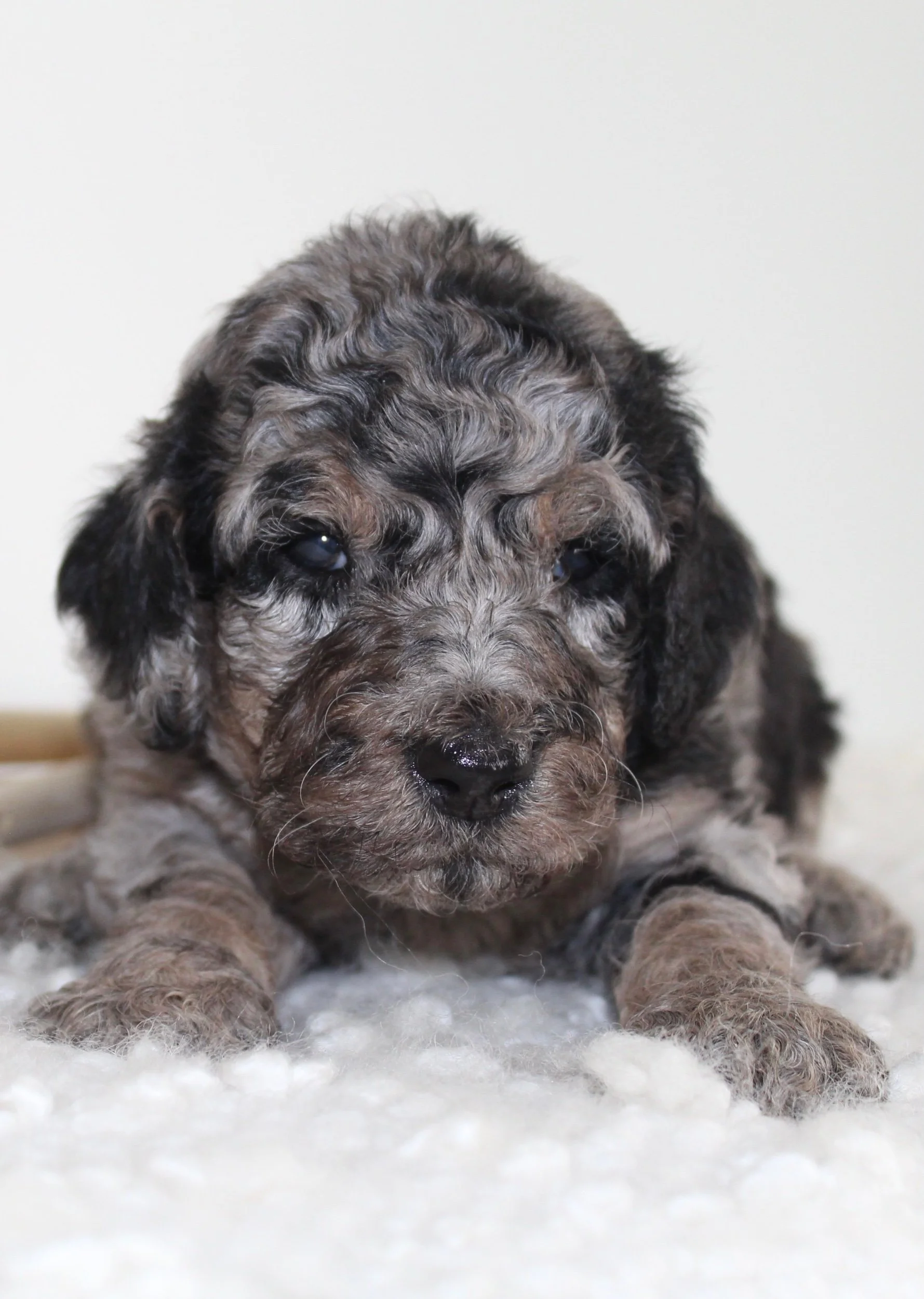 (Aytans new home is with Sherry Macfarlane (CA)