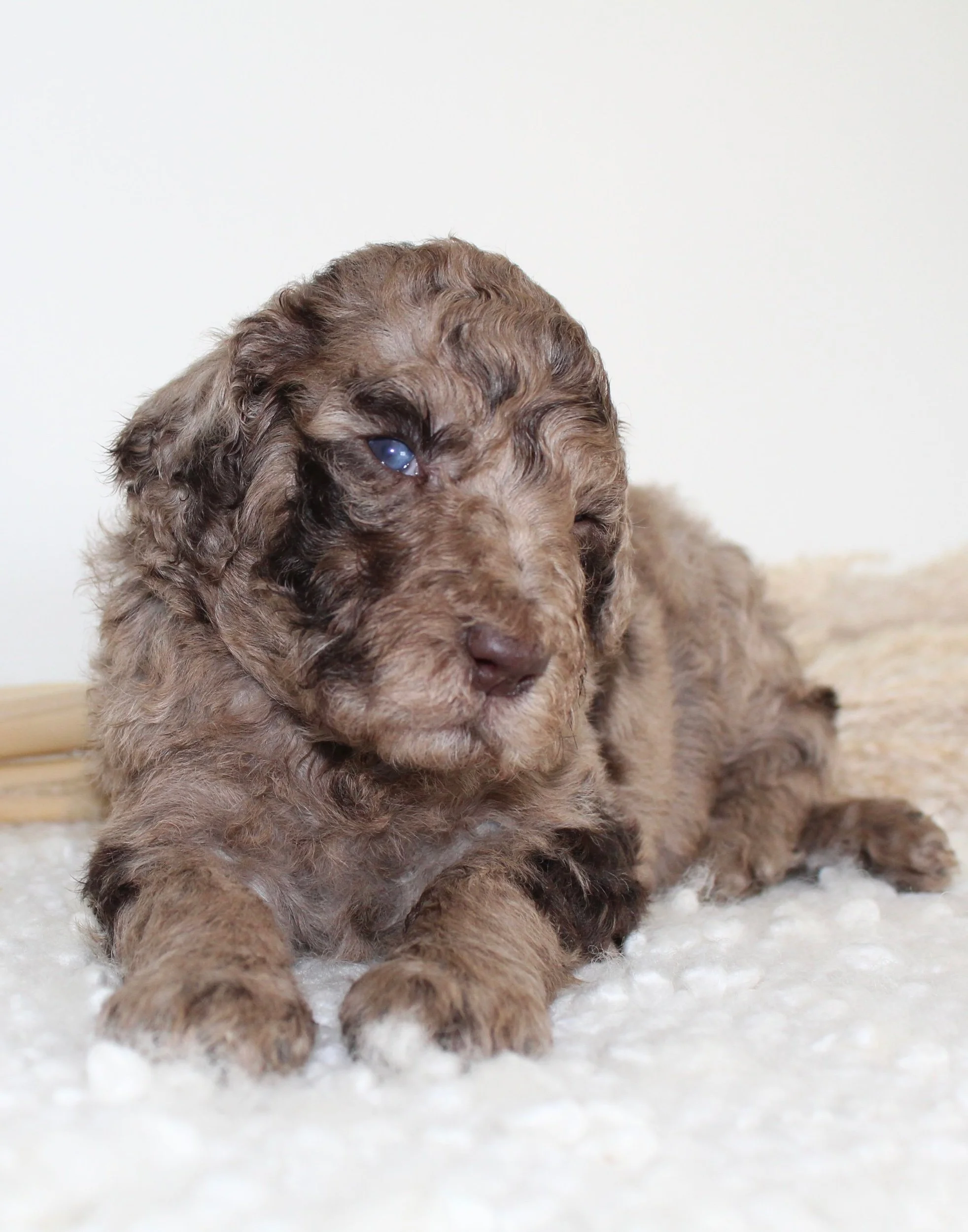 Hazels new home is with Amy Roseblock (SC)