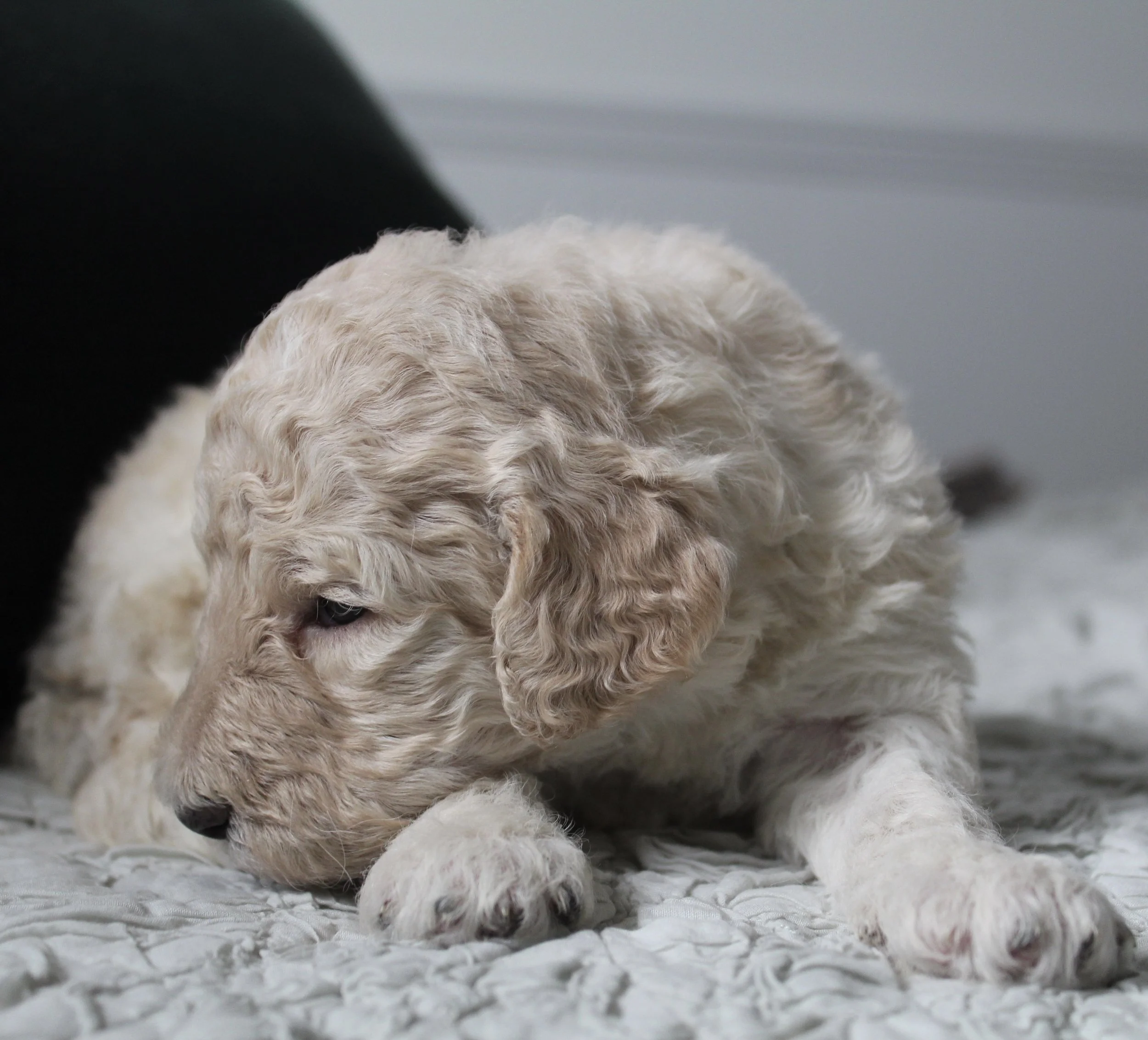 Carmellas new home is with Natalie Kolb (Ohio)