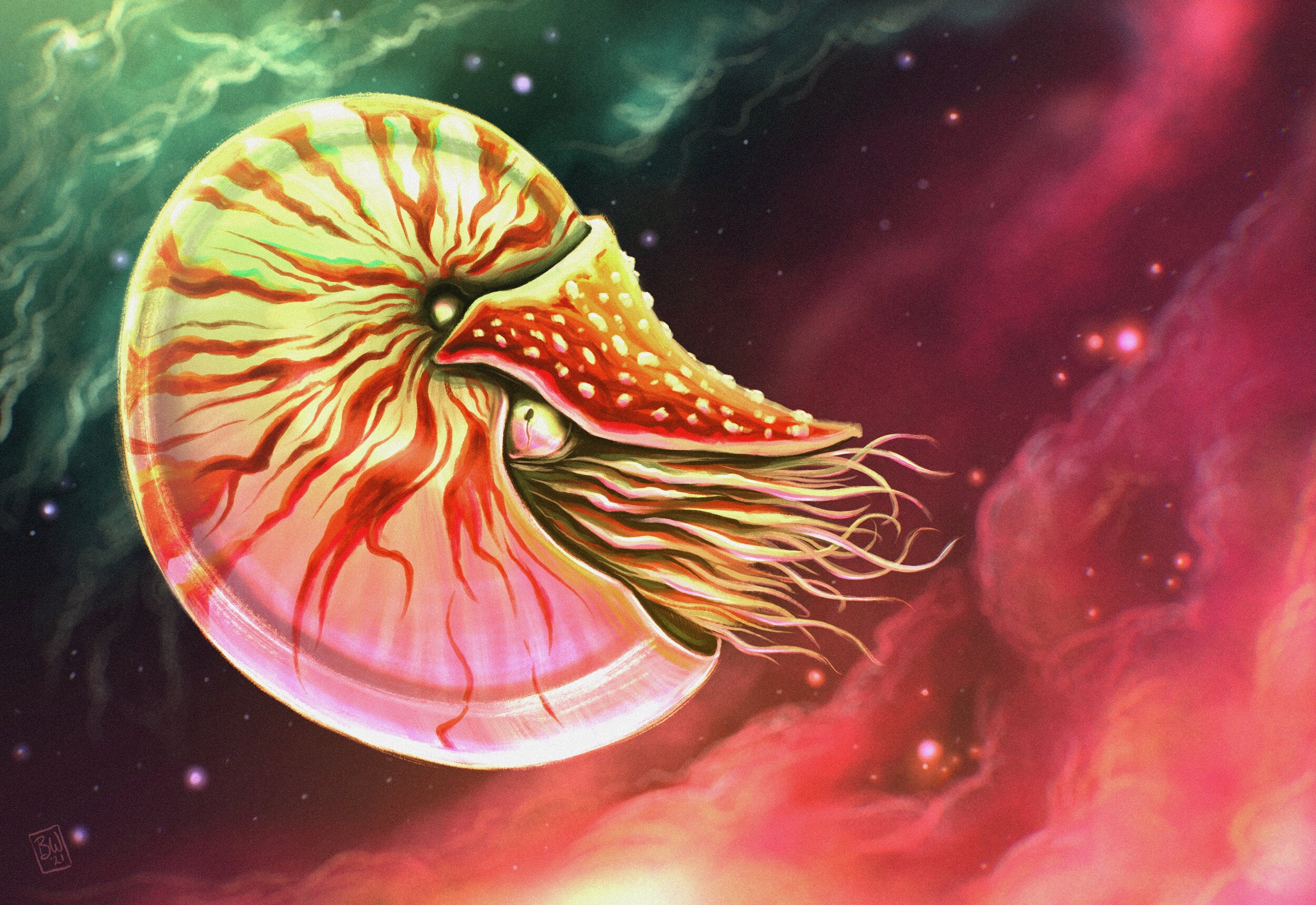 Cosmic Nautilus
