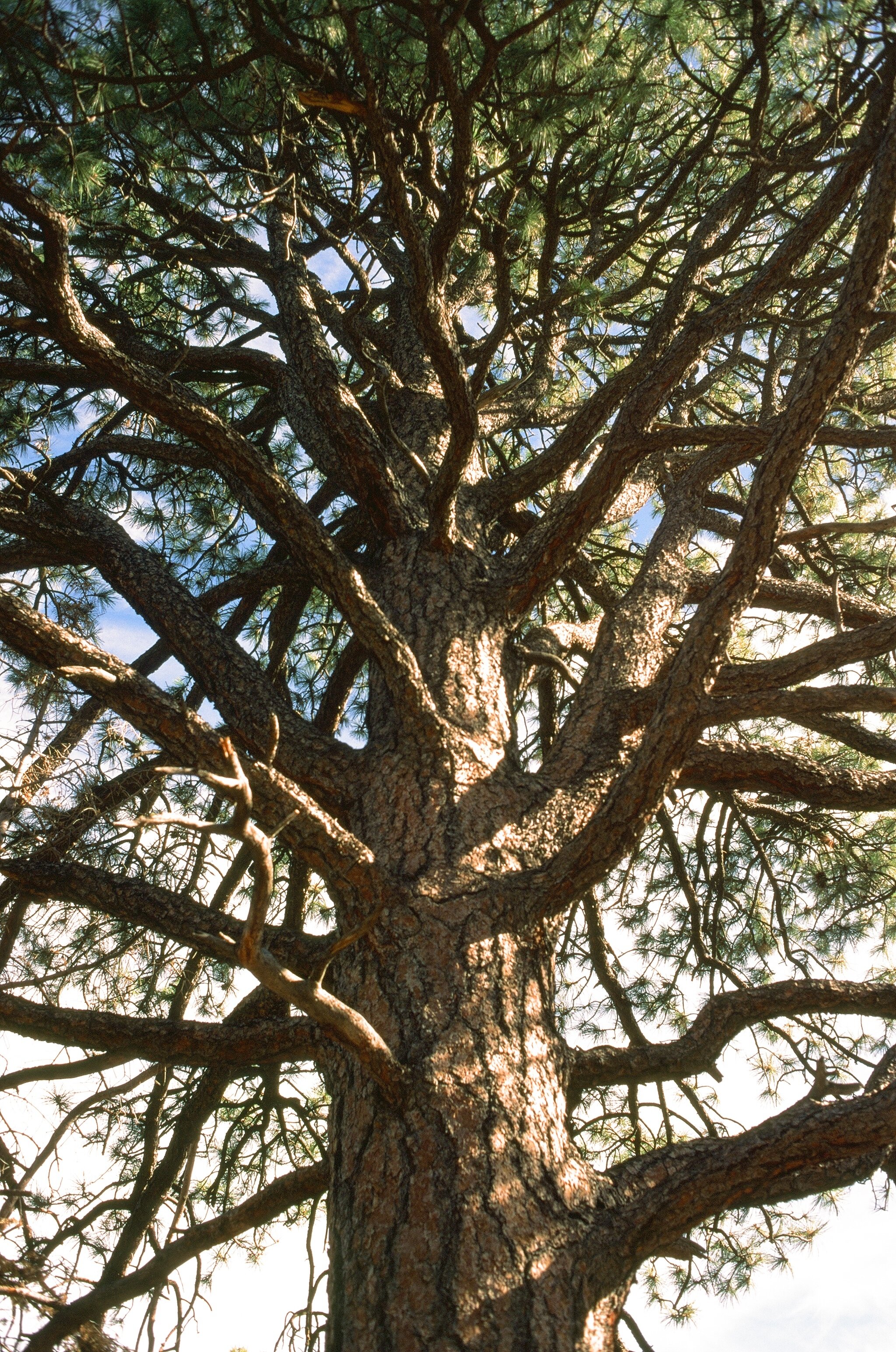  Fuji Velvia 50 Canon AE-1 Program 