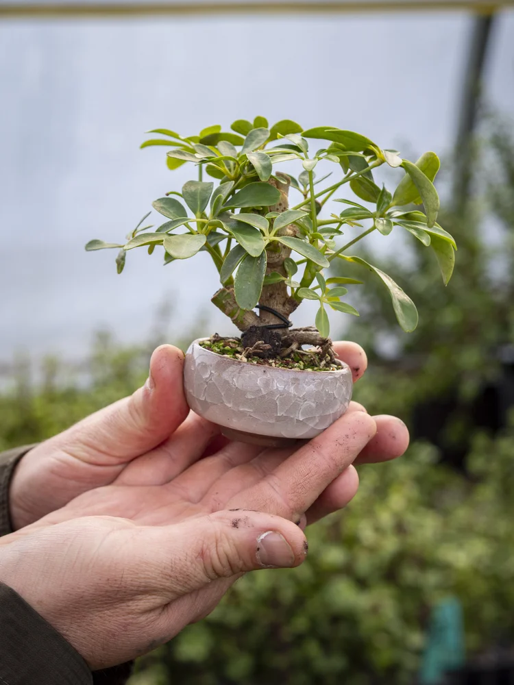 bonsai selber ziehen set 6 Bonsai zum Selberziehen – Komplettes Bonsai Set main image 1