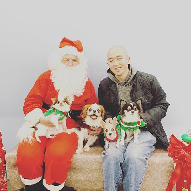 Merry Xmas everyone! Hopefully you been good this year! Did you get coal or yummy 😋 jerkies ? 🥓  follow for our pack&rsquo;s daily adventure  @chibushuu -
-
-
#chichi #dogdad #dogdadlife #chihuahua #吉娃娃 #chihuahuasofinstagram #长毛吉娃娃 #puppy #cutepup