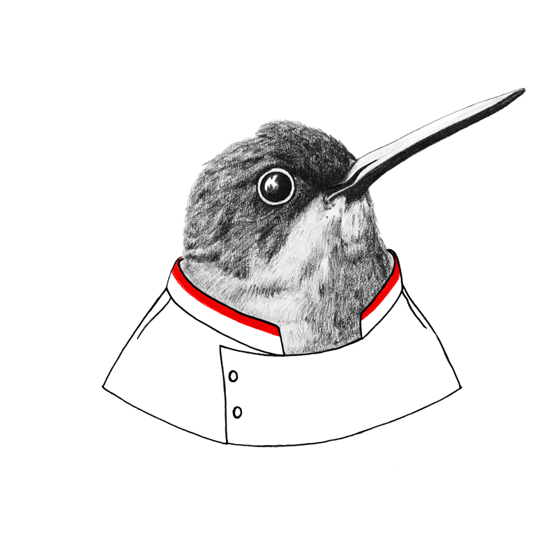 Colibri_illu.png