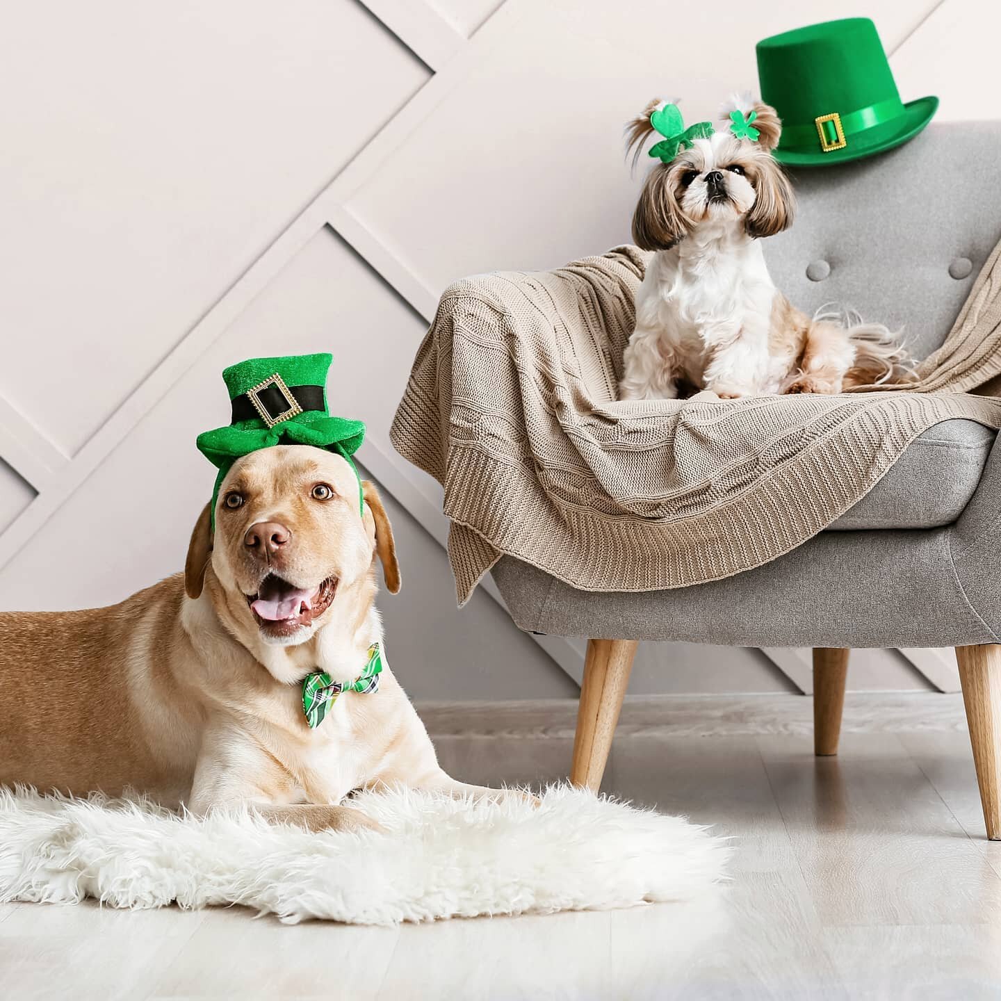 🐶 Happy St. Patrick's Day from our Lucky Friends! 💚
#StPatricksDay #doglovers #lucky