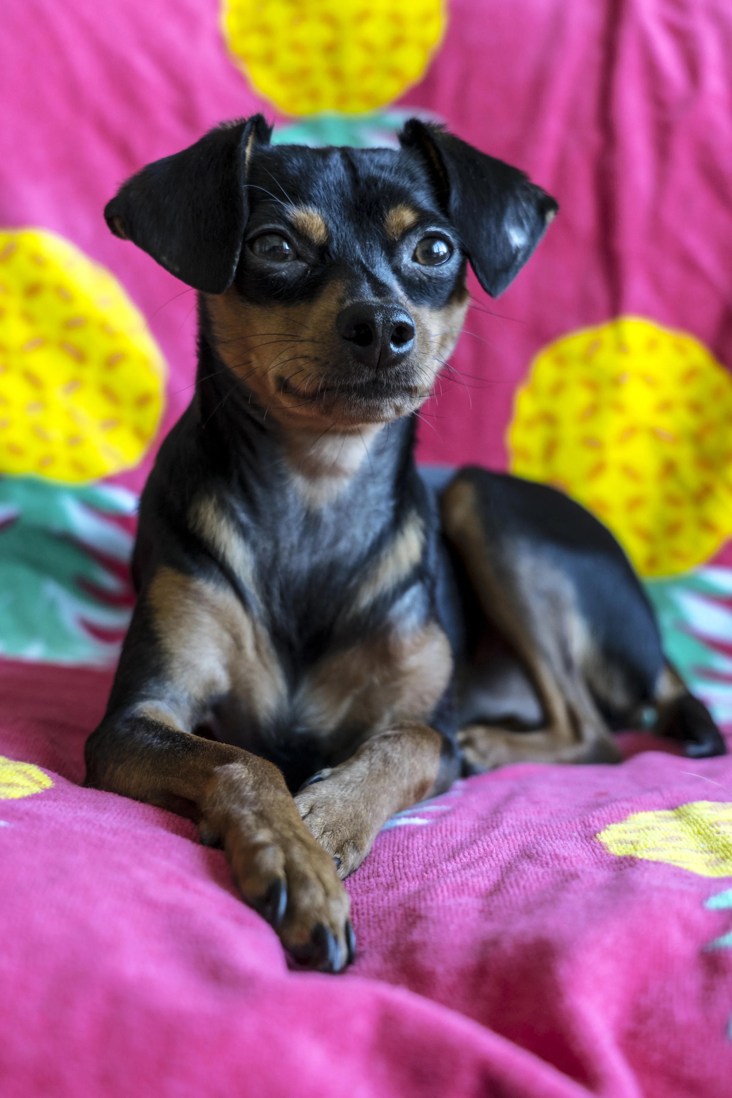 A Dog Named Cow