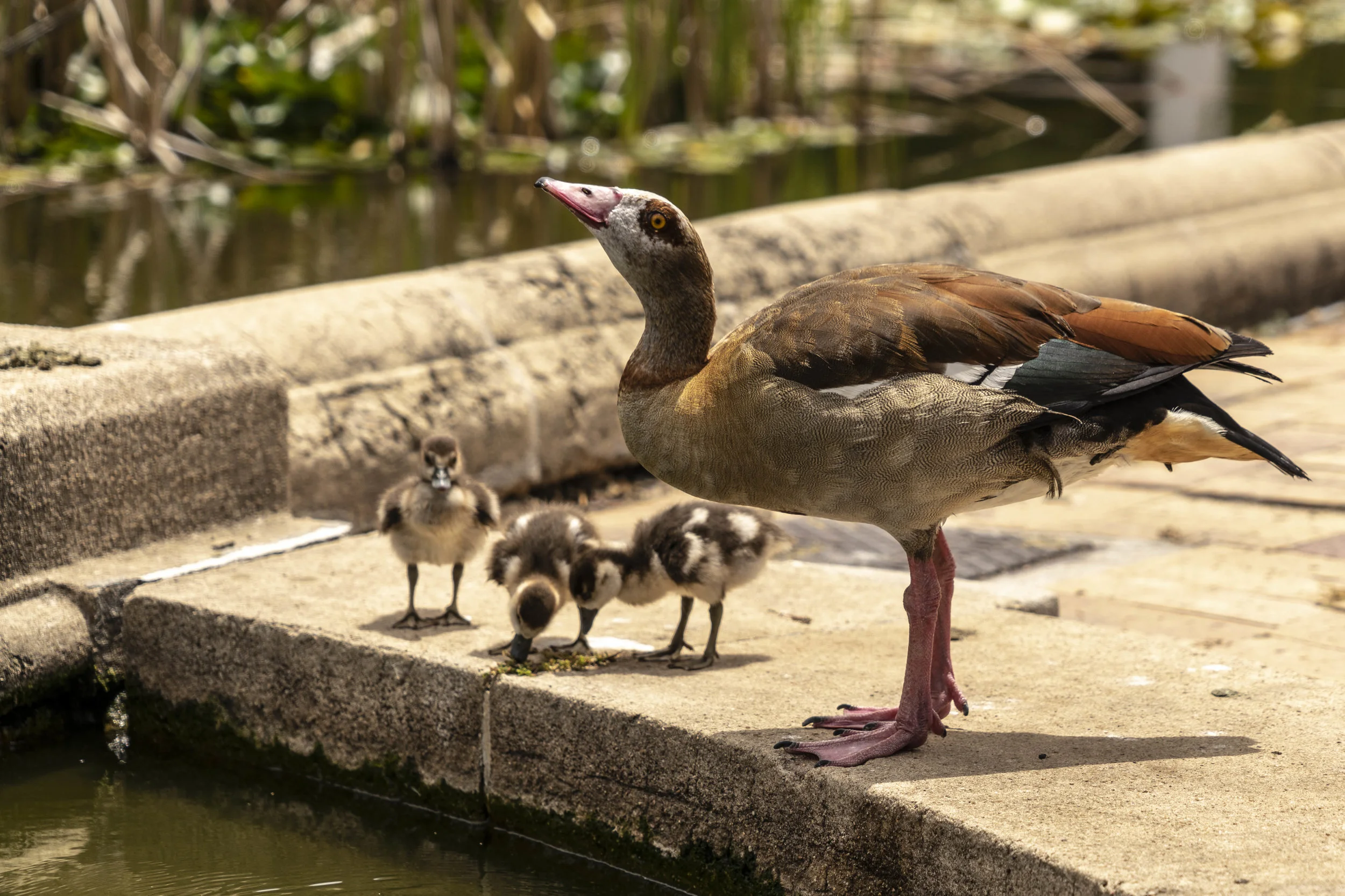 Egyptian Goose