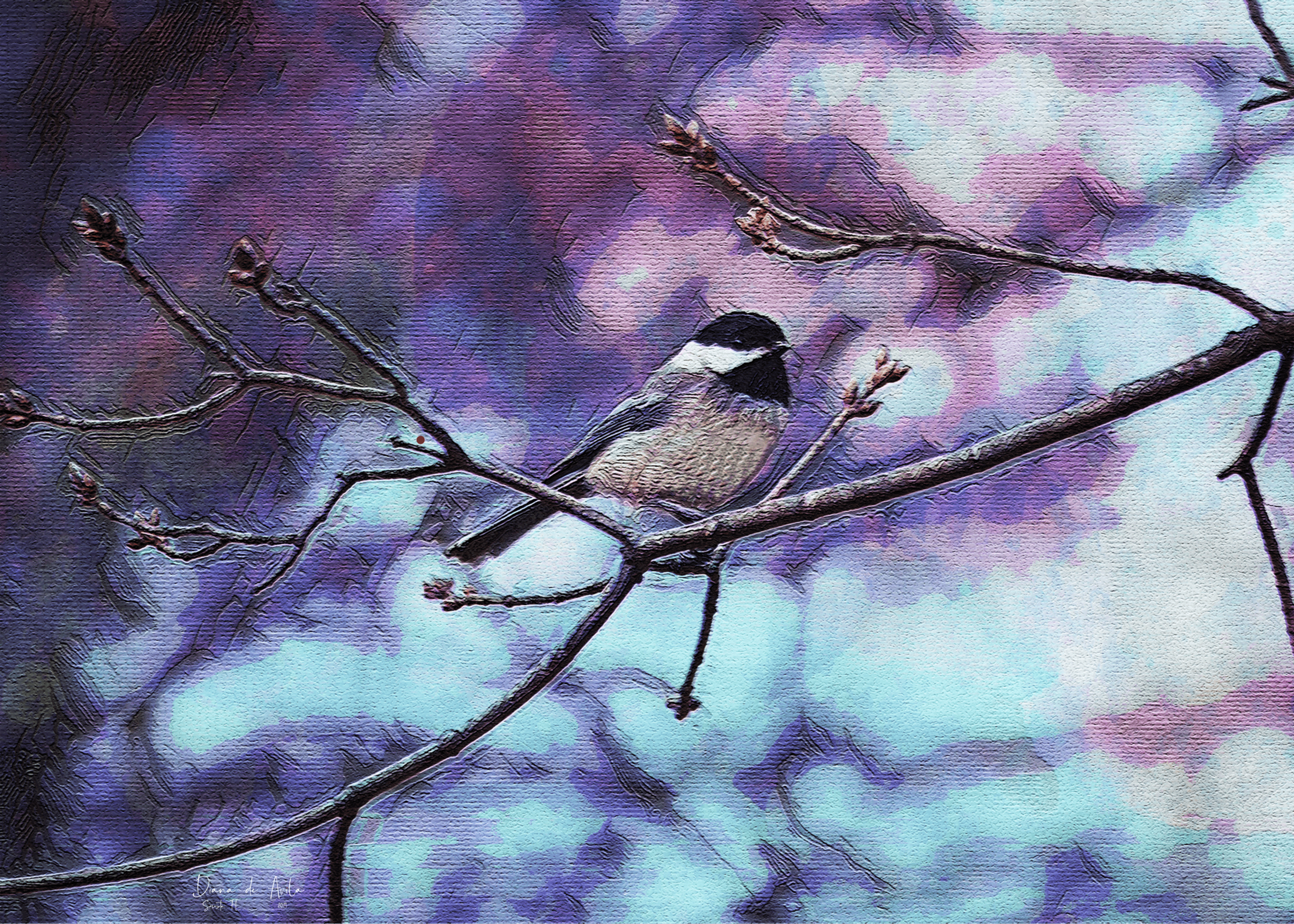 BlackCappedChickadee_ns2019@0.5x-min(1).png
