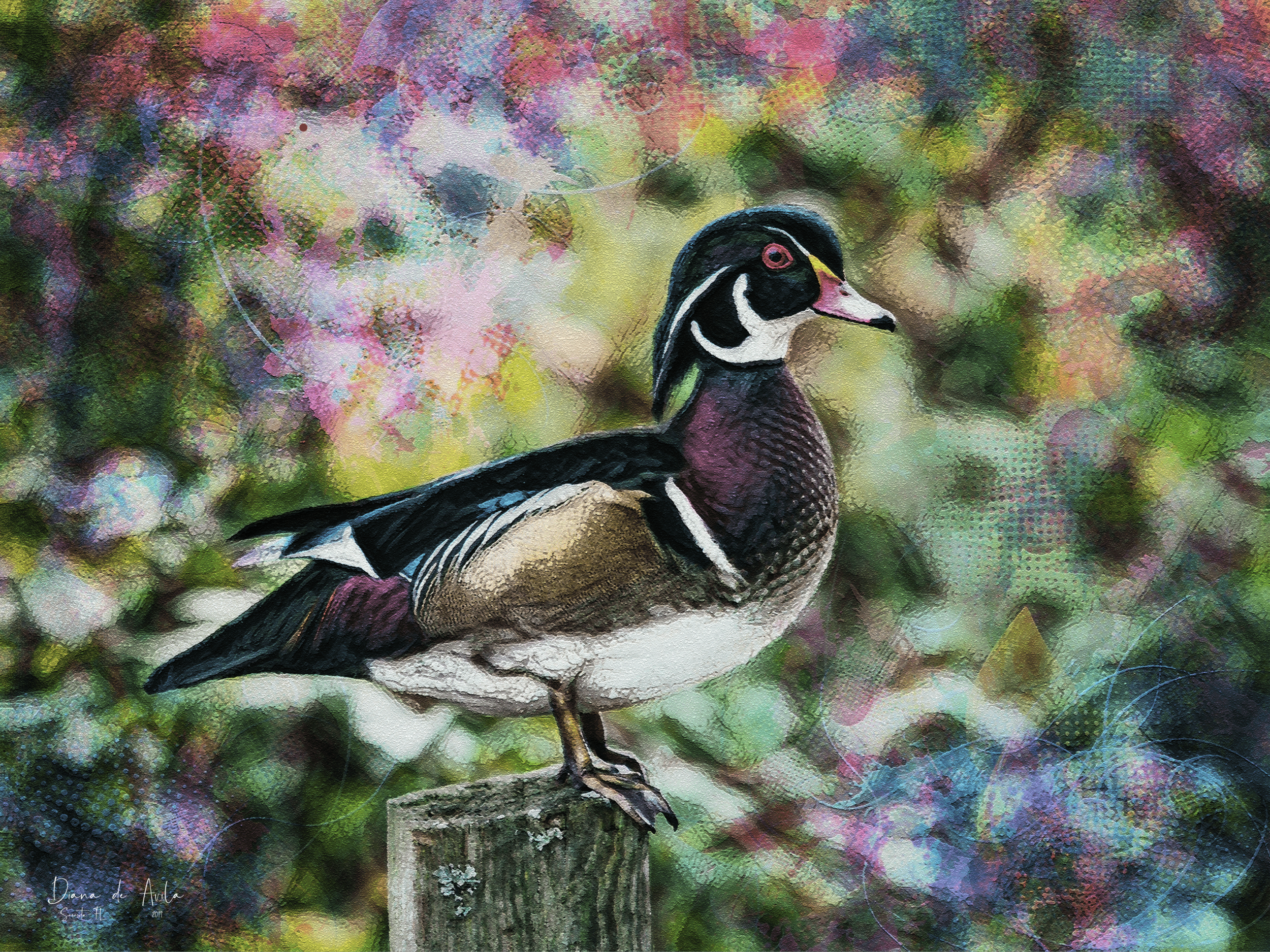 Wood Duck