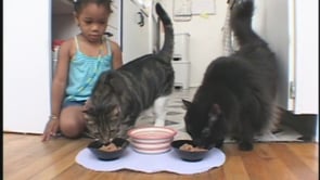 Sesame Street: Elmo's WorldLive Action Montage Segment - Cats*