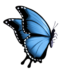 butterfly-02.png