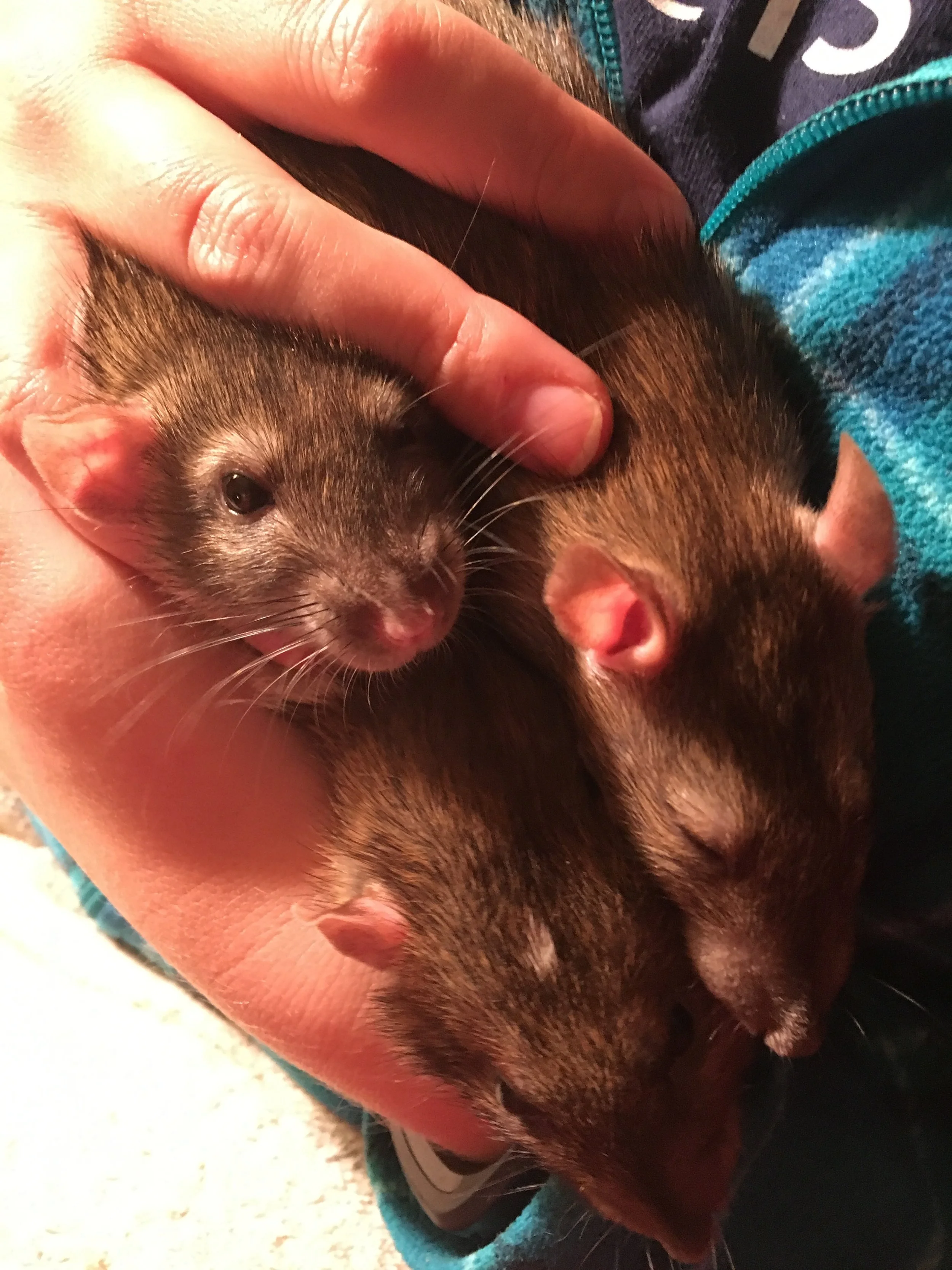 Swings and Ratabouts