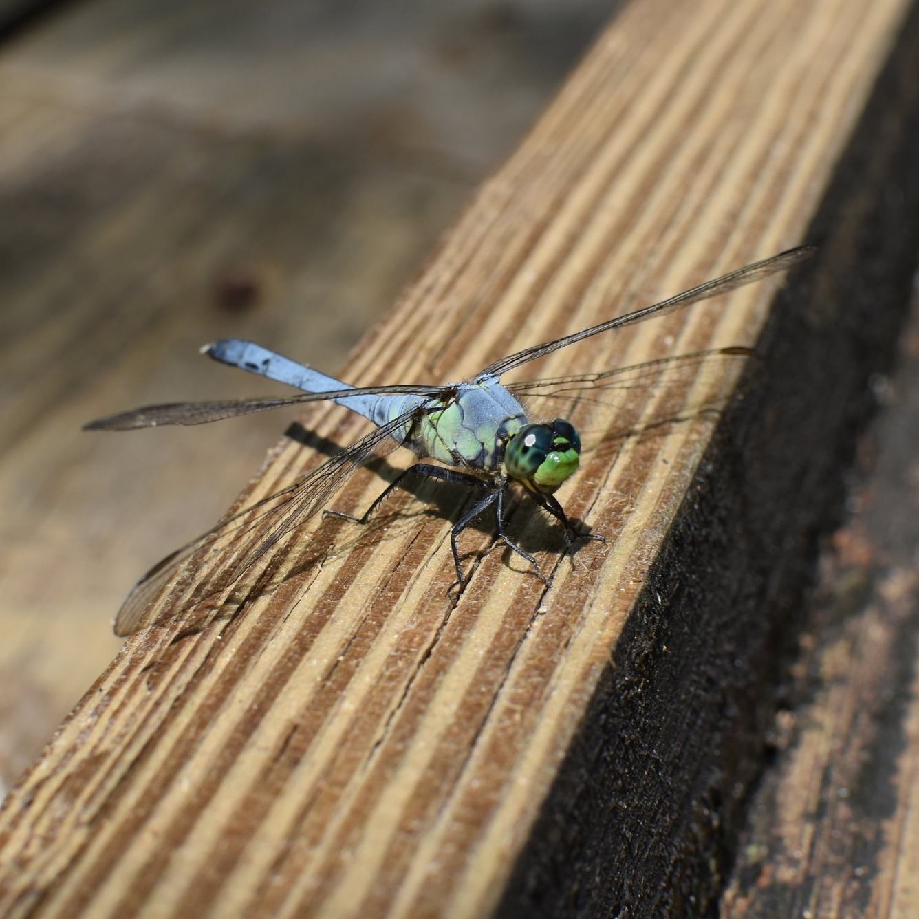 DSC_0923.JPG