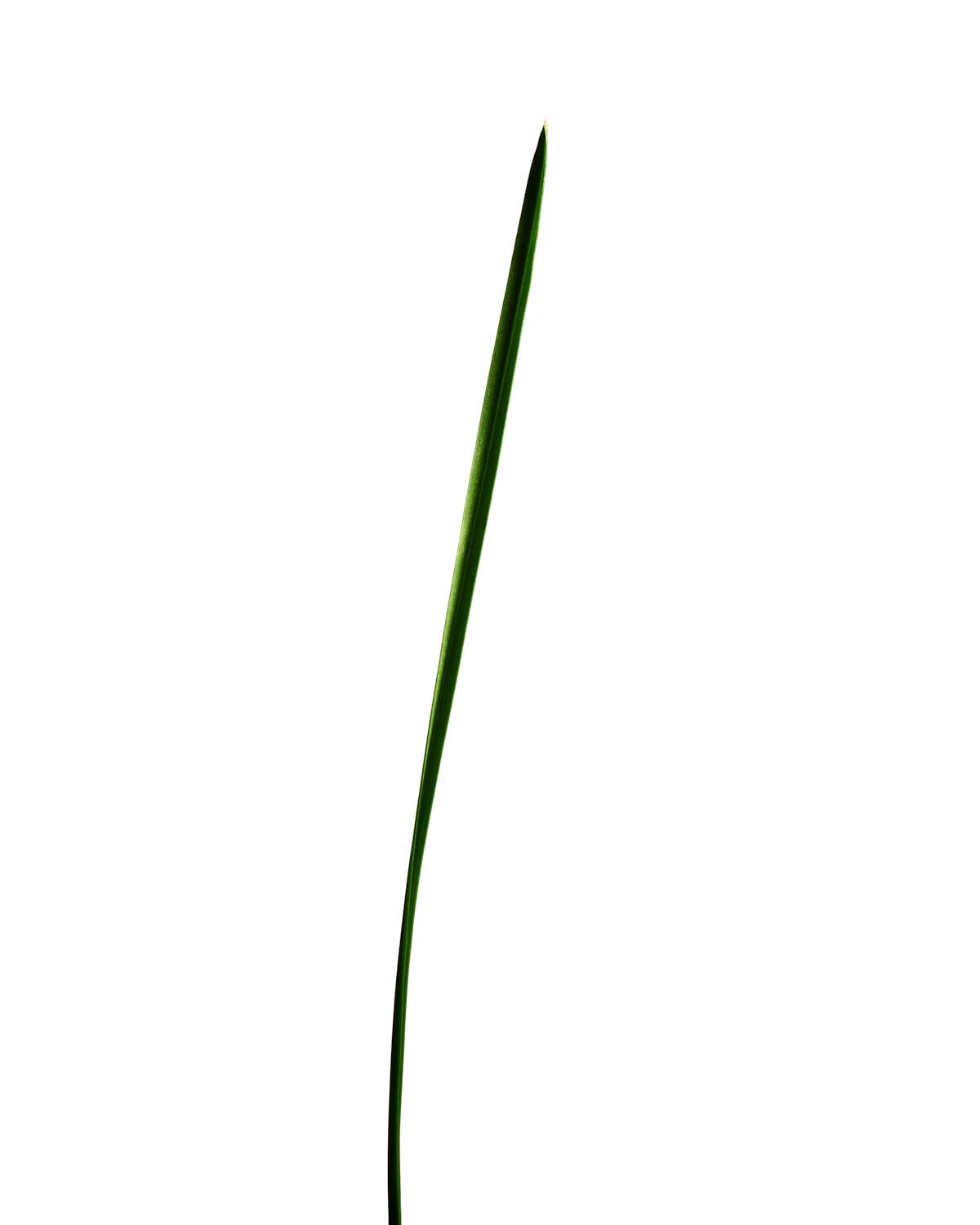 ©Polcyn-Evans_2019_11_10_grass19130_w.jpg