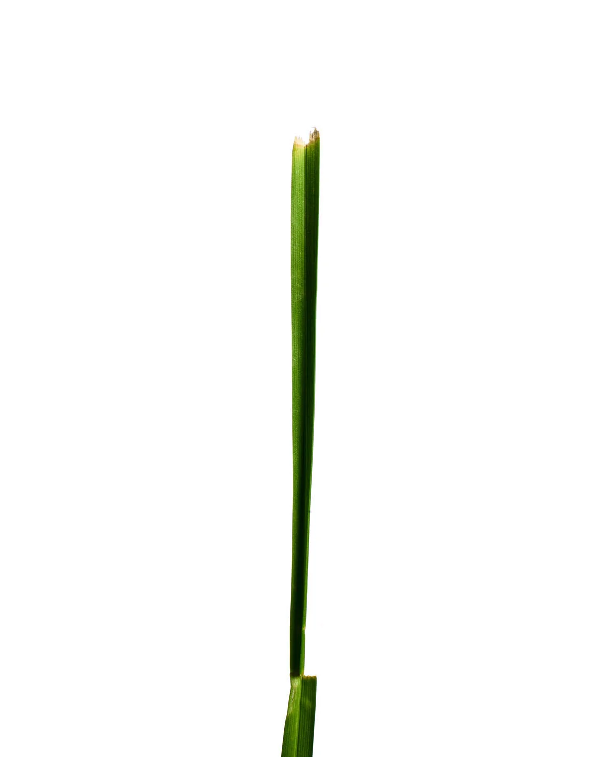 ©Polcyn-Evans_2019_11_10_grass19134_w.jpg