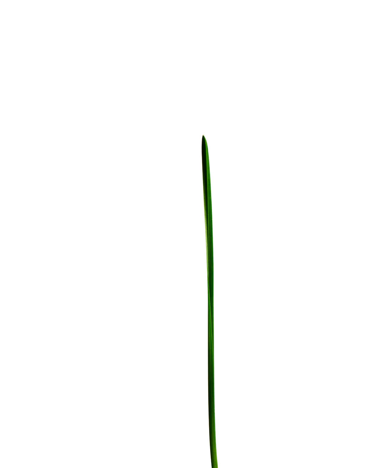 ©Polcyn-Evans_2019_11_10_grass19136_w.jpg