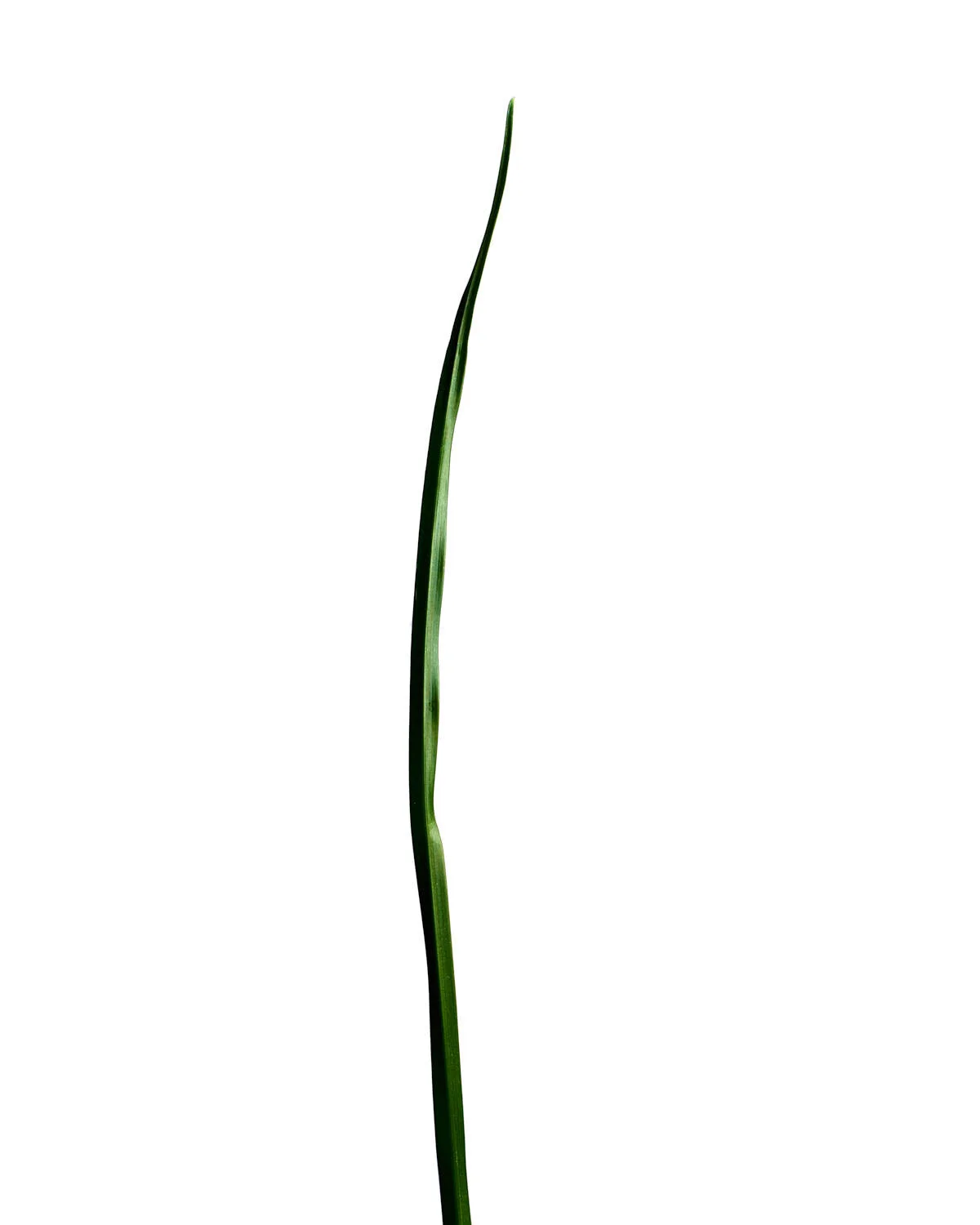 ©Polcyn-Evans_2019_11_10_grass19155_Stacked 1_w.jpg