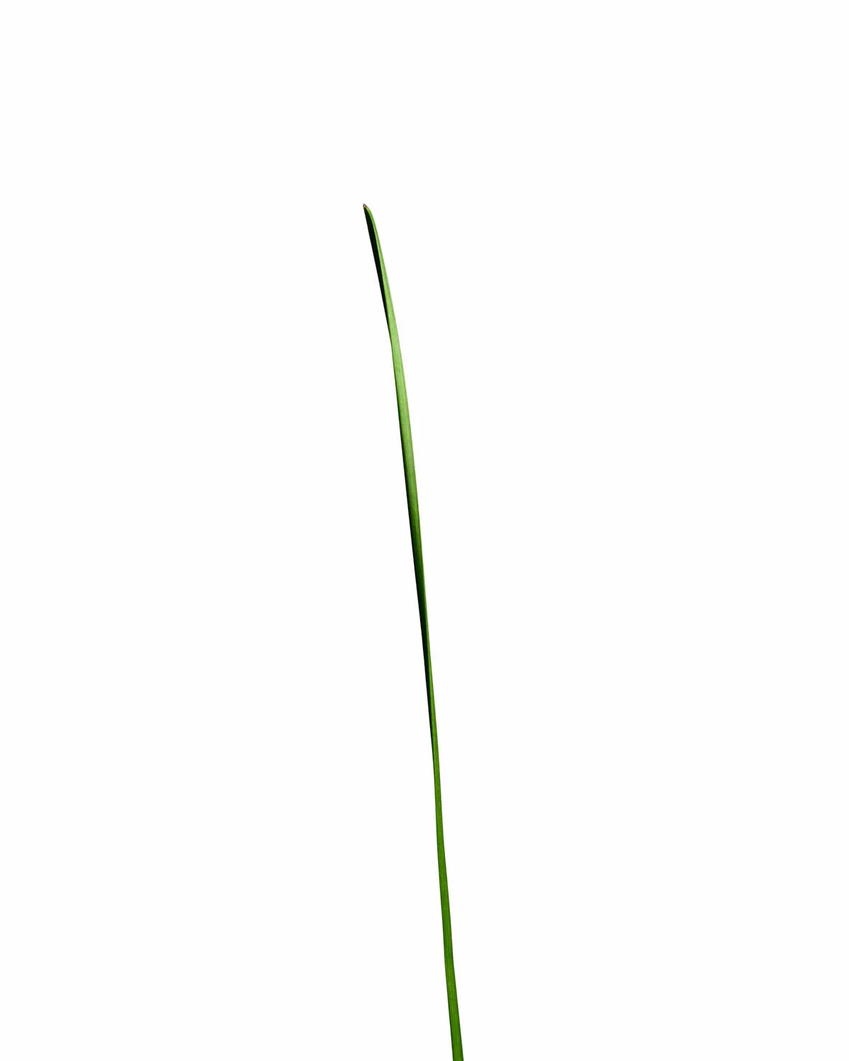 ©Polcyn-Evans_2019_11_10_grass19202_w.jpg