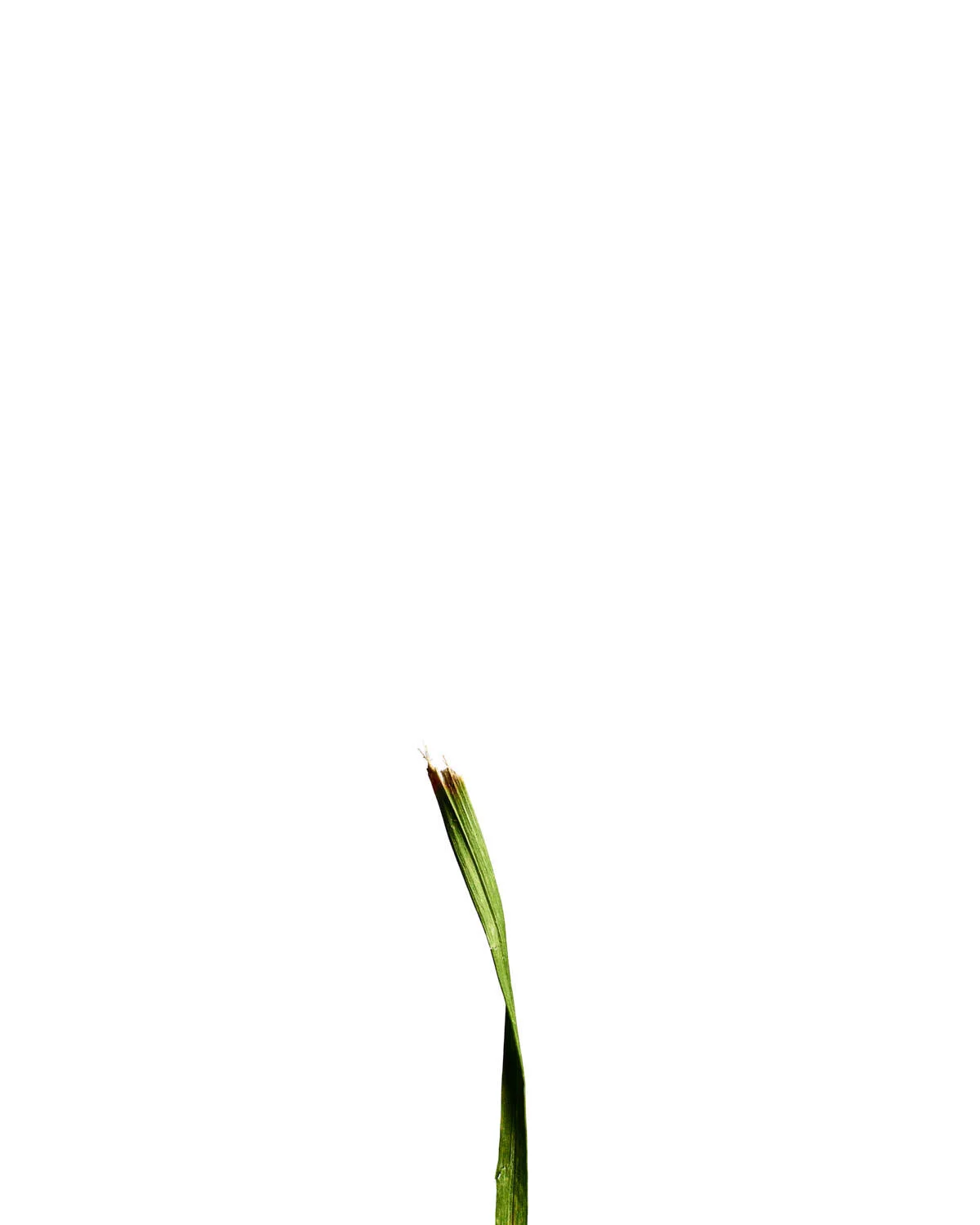 ©Polcyn-Evans_2019_11_10_grass19224_w.jpg