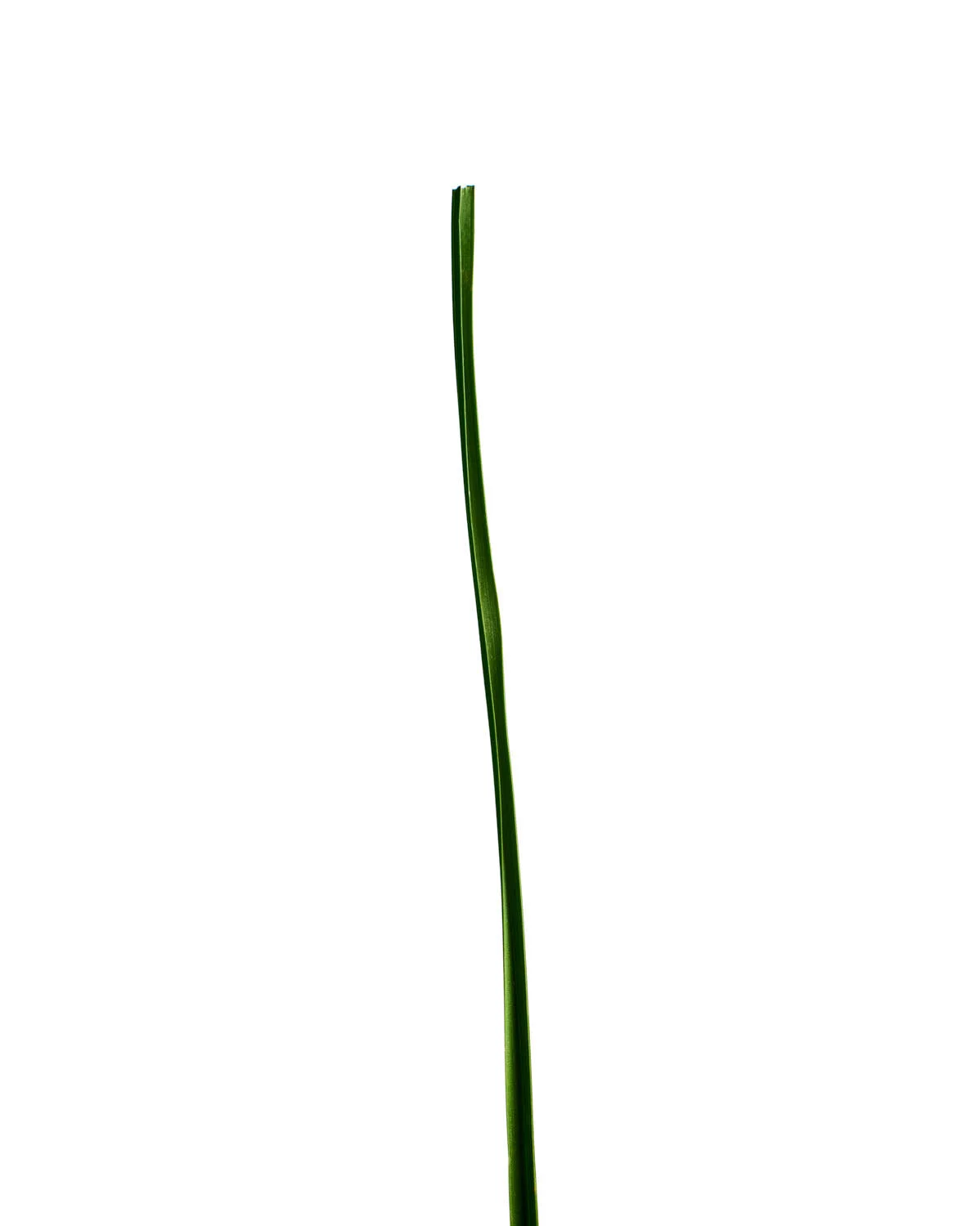©Polcyn-Evans_2019-11-11 21-33-46 (A,Radius3,Smoothing2)_stacked 1_w.jpg
