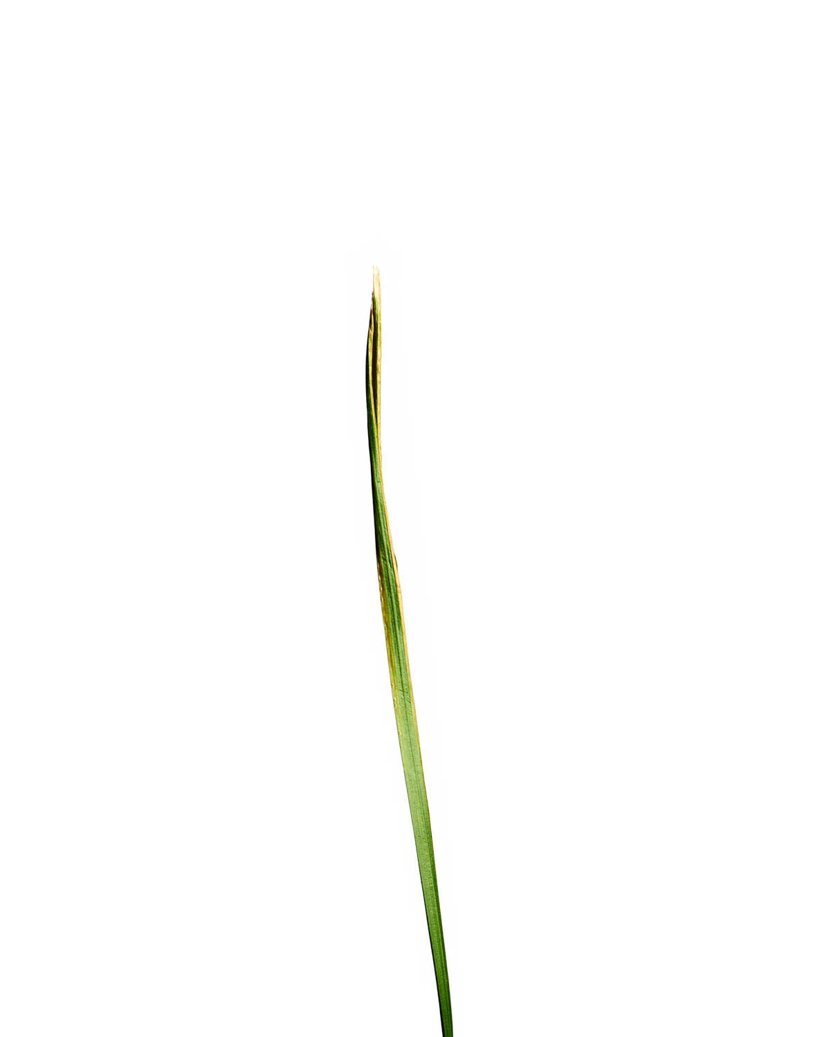 ©Polcyn-Evans_2019-11-11 21-46-46 (A,Radius3,Smoothing2) 1_w.jpg