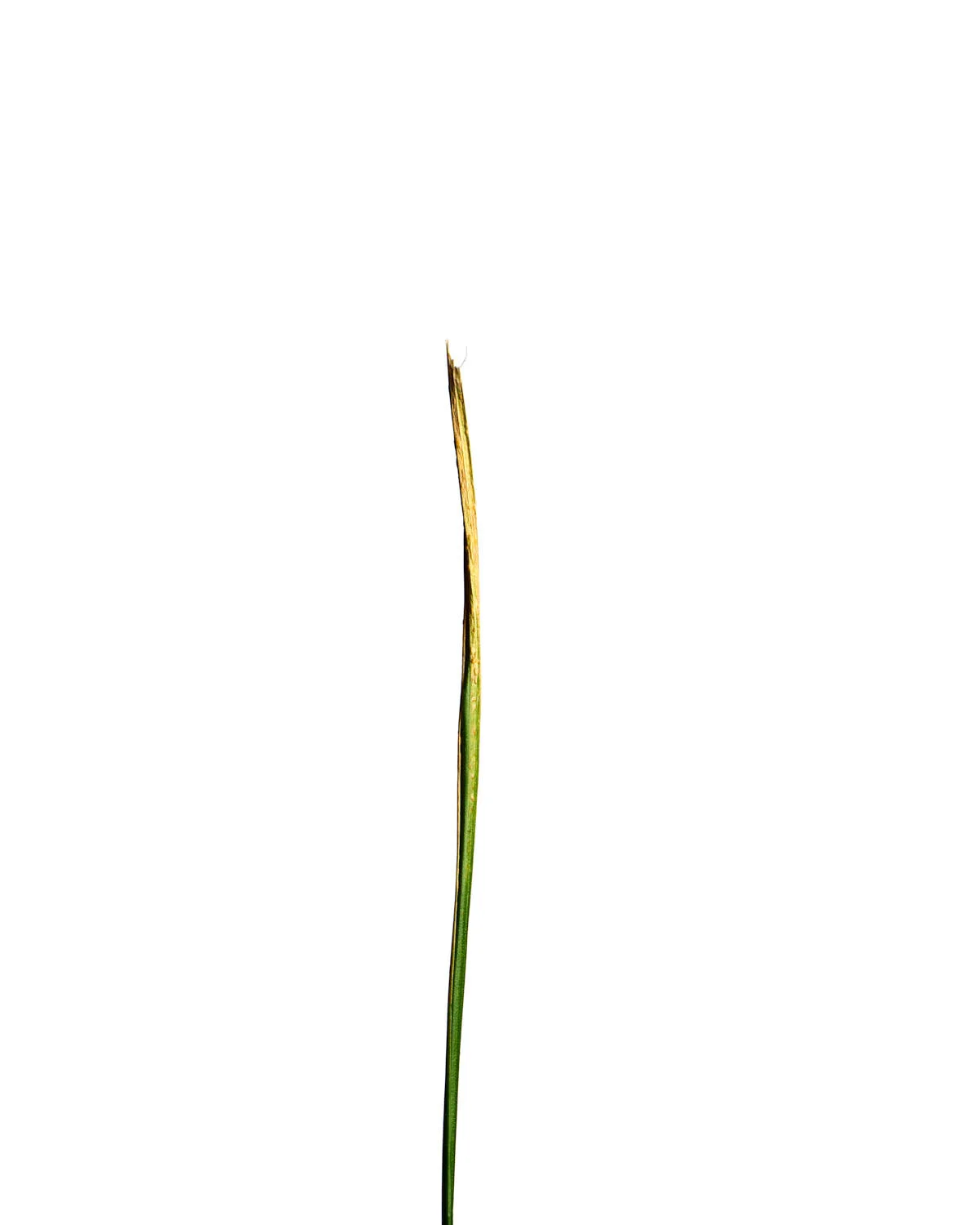 ©Polcyn-Evans_2019-11-11 21-50-20 (A,Radius3,Smoothing2) 1_w.jpg