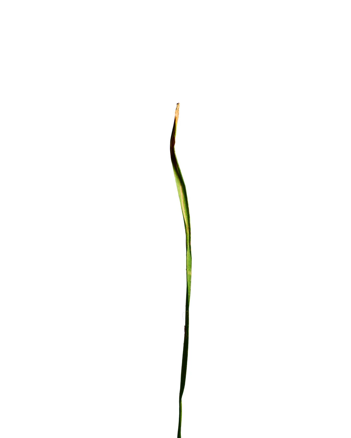 ©Polcyn-Evans_2019-11-11 21-52-06 (A,Radius3,Smoothing2)_stacked 1_w.jpg