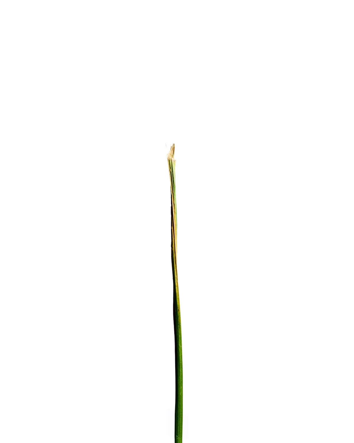 ©Polcyn-Evans_2019-11-11 21-53-55 (A,Radius3,Smoothing2) 1_w.jpg