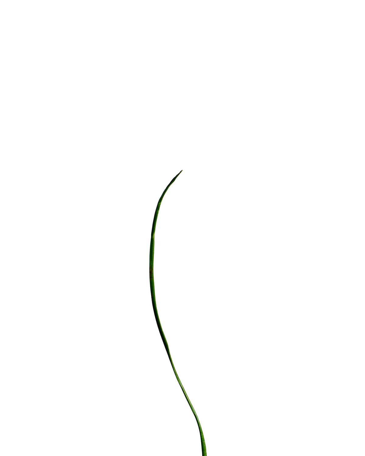 ©Polcyn-Evans_2019-11-11 21-59-43 (A,Radius3,Smoothing2)_stacked 1_w.jpg