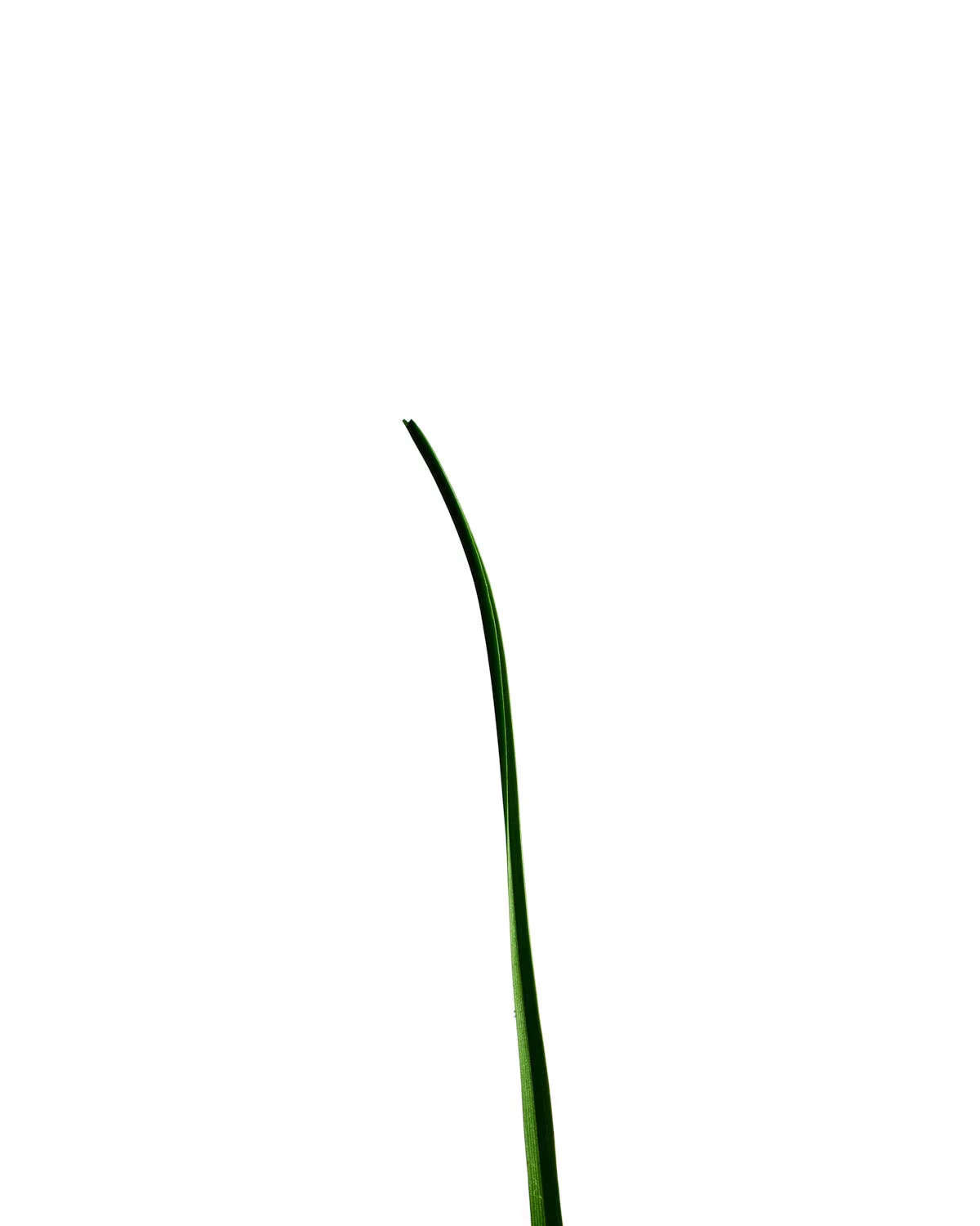 ©Polcyn-Evans_2019-11-11 22-19-57 (A,Radius3,Smoothing2) 2_w.jpg