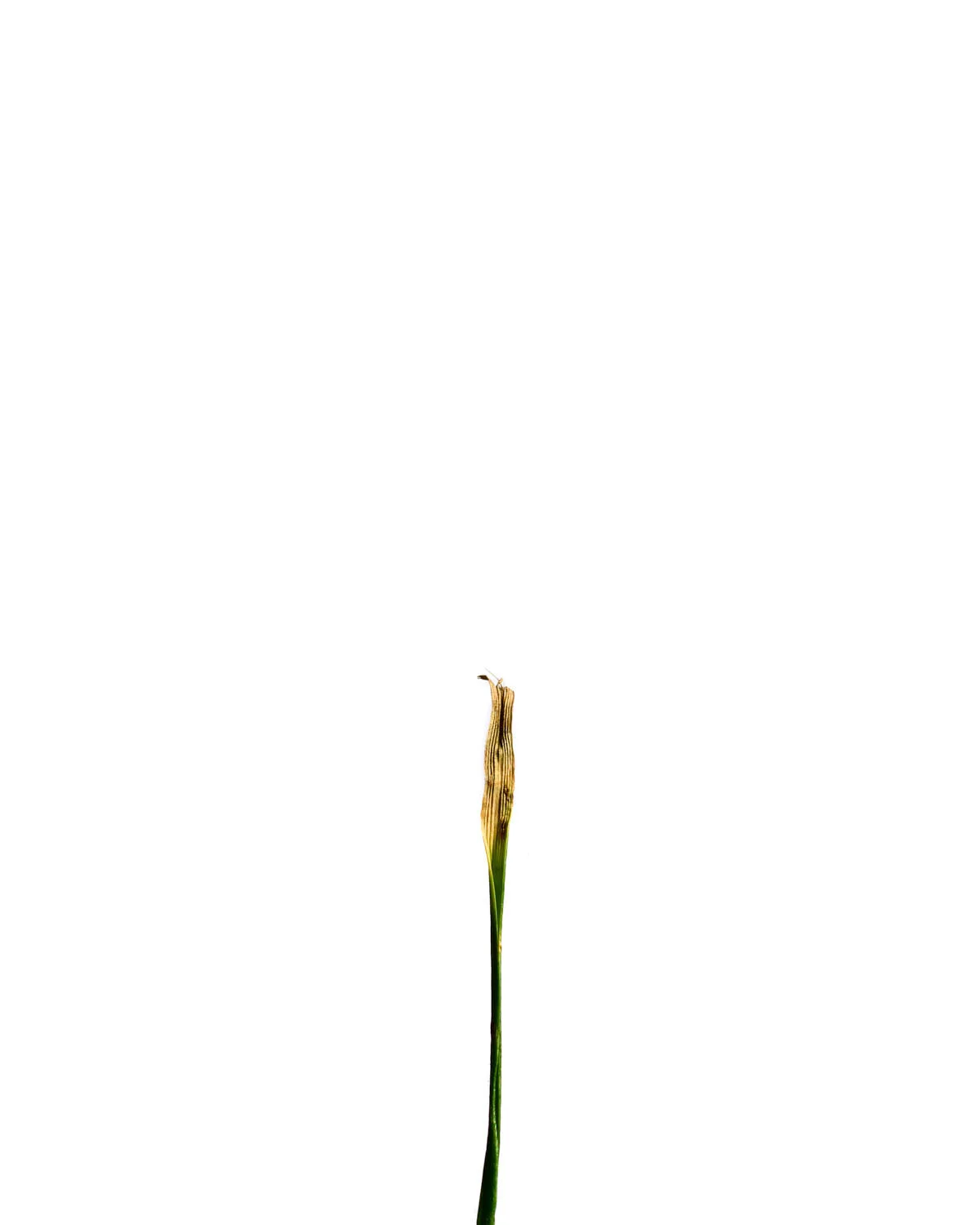 ©Polcyn-Evans_2019-11-11 22-38-58 (A,Radius3,Smoothing2) 1_w.jpg