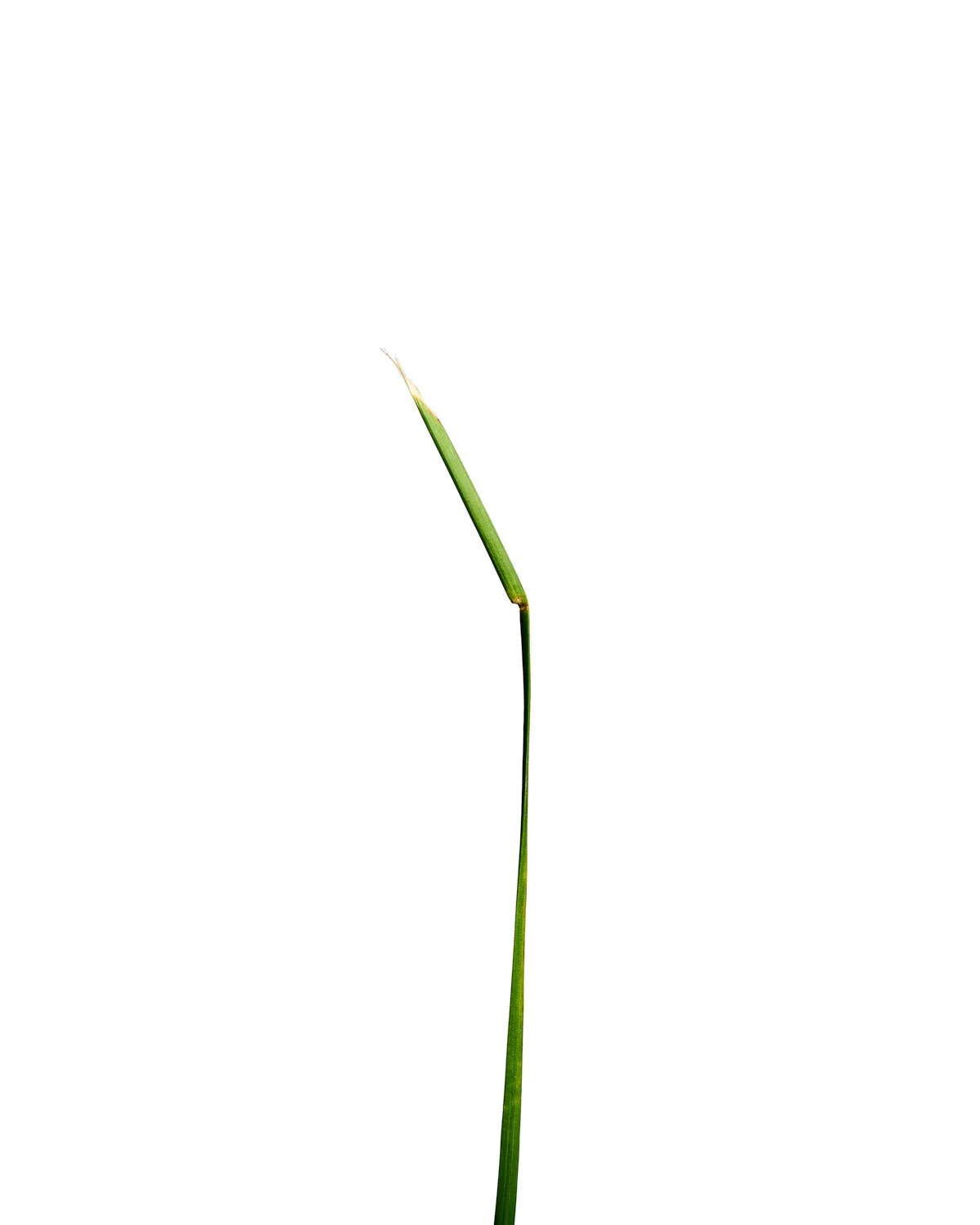 ©Polcyn-Evans_2019-11-11 21-44-46 (A,Radius3,Smoothing2) 1_w 1.jpg