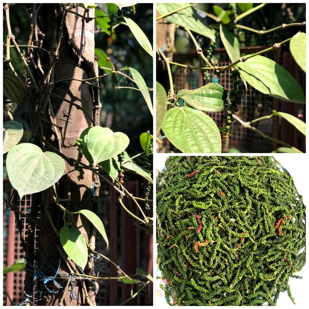 Funding Initiative: Organic Farm Produce