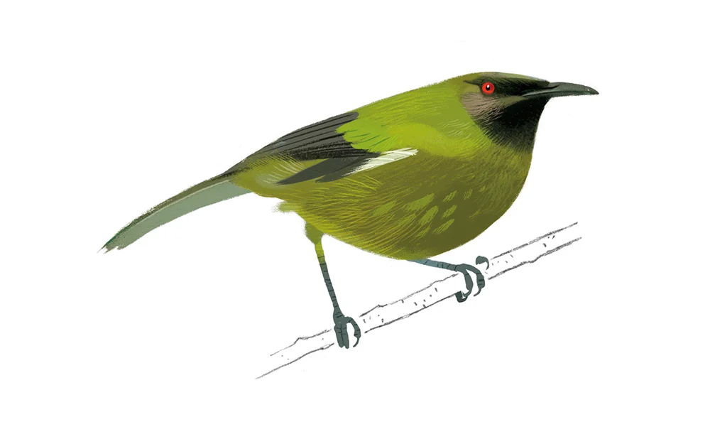 watermark-creative-daron-parton-perched-wine-bellbird-artwork.jpg
