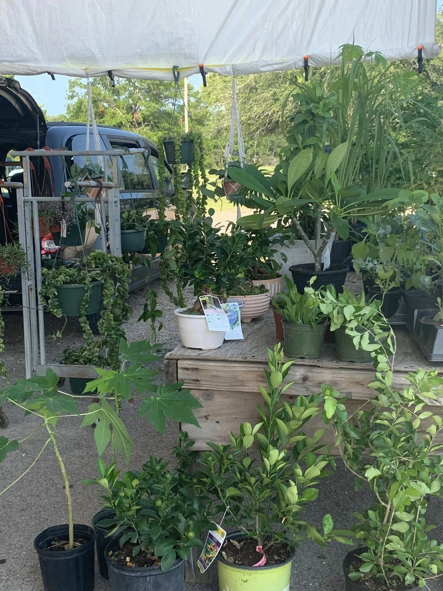 Several potted plants, including small trees and leafy plants, on display outdoors under a white canopy.